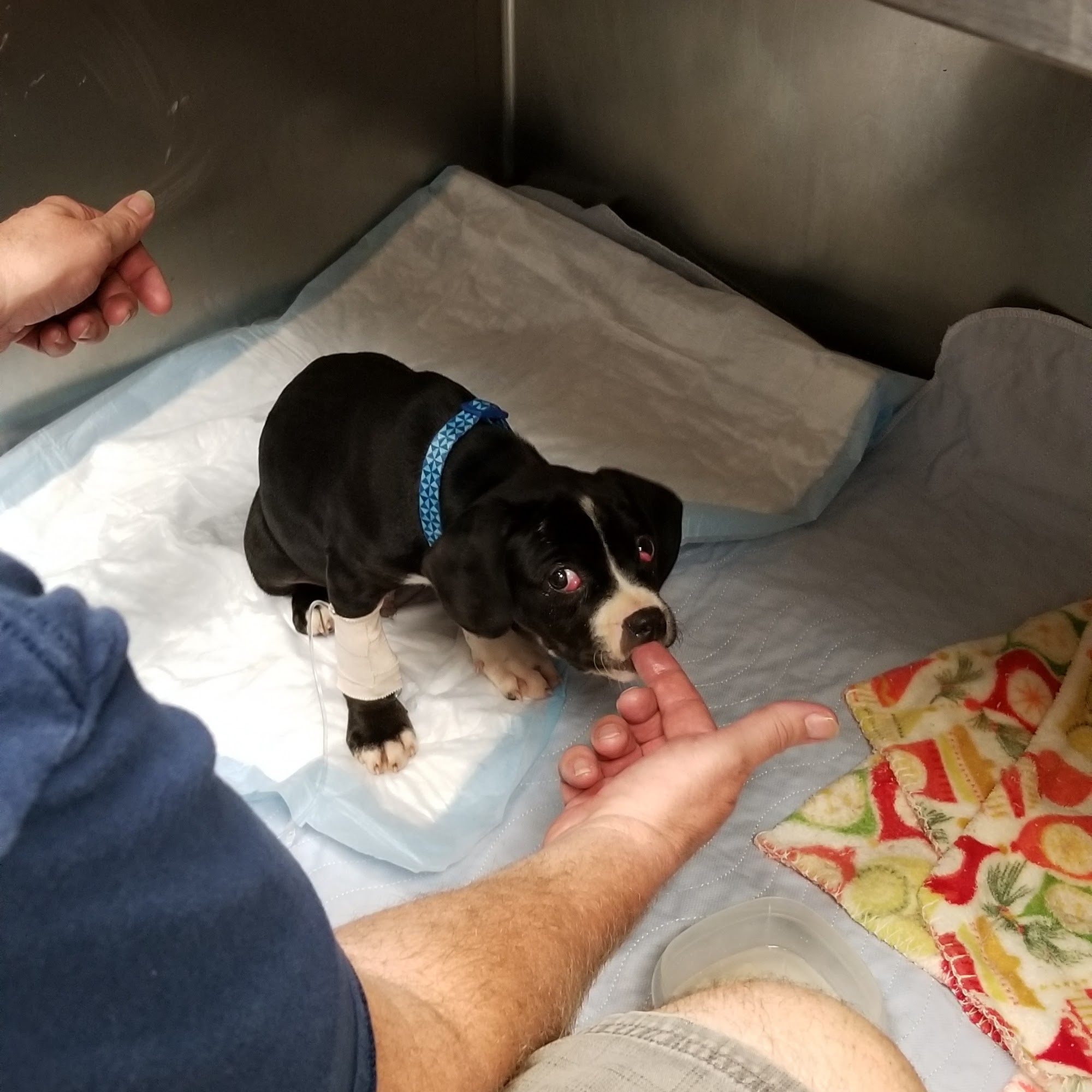 Dayton Veterinary Clinic Dayton