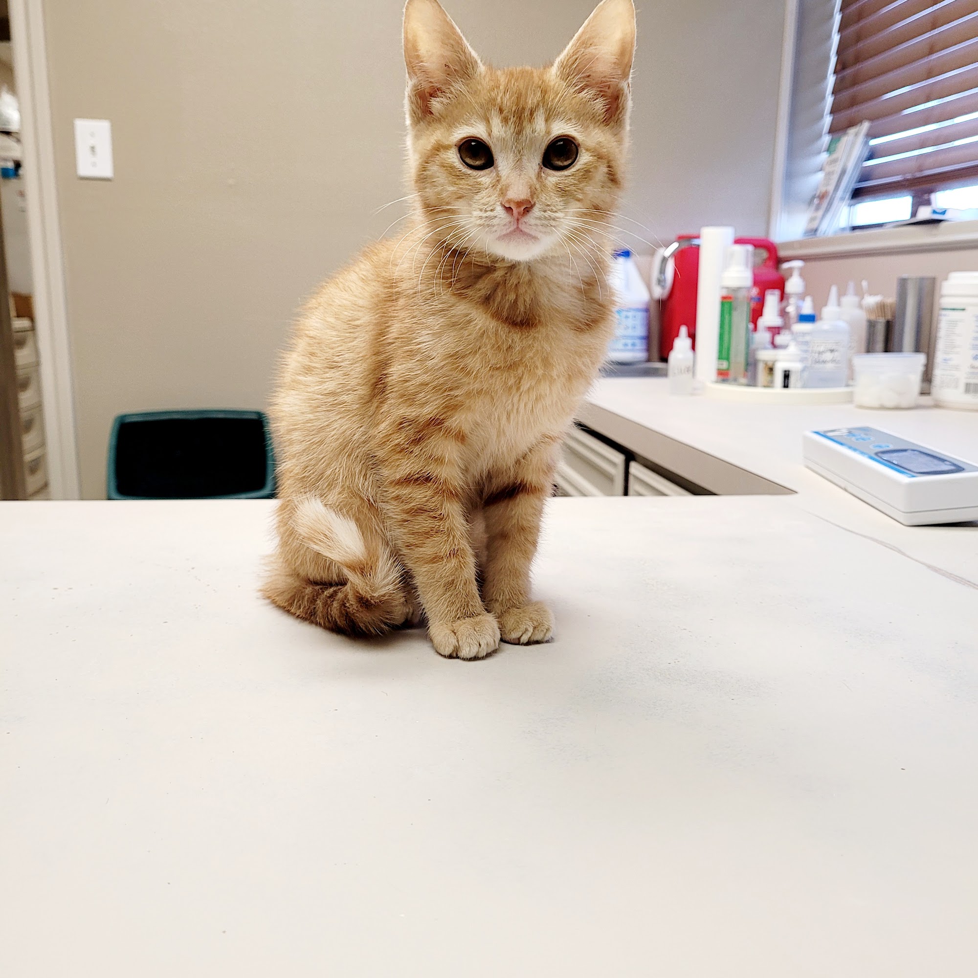 Hall James a DVM Dayton