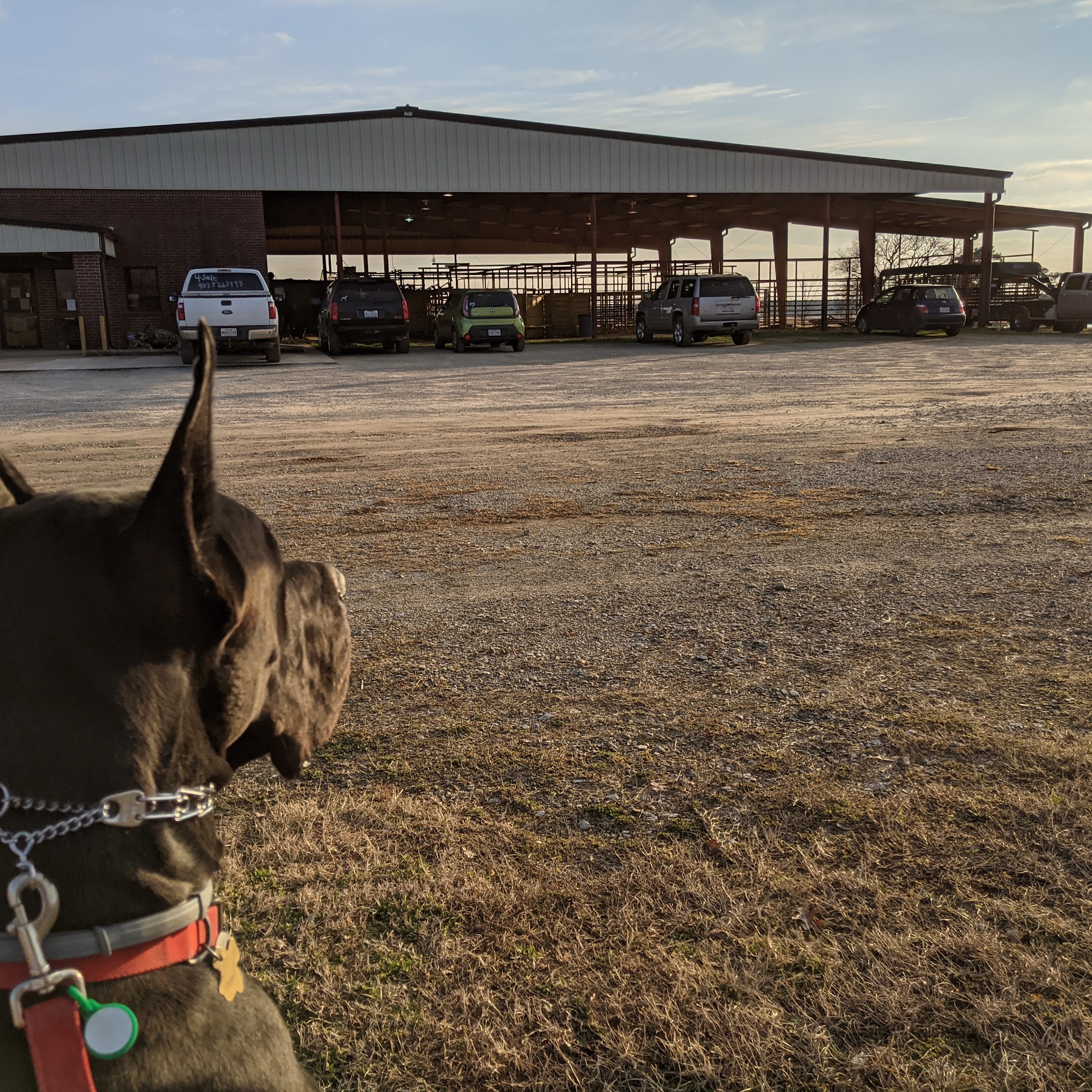 Dekalb Animal Hospital De Kalb