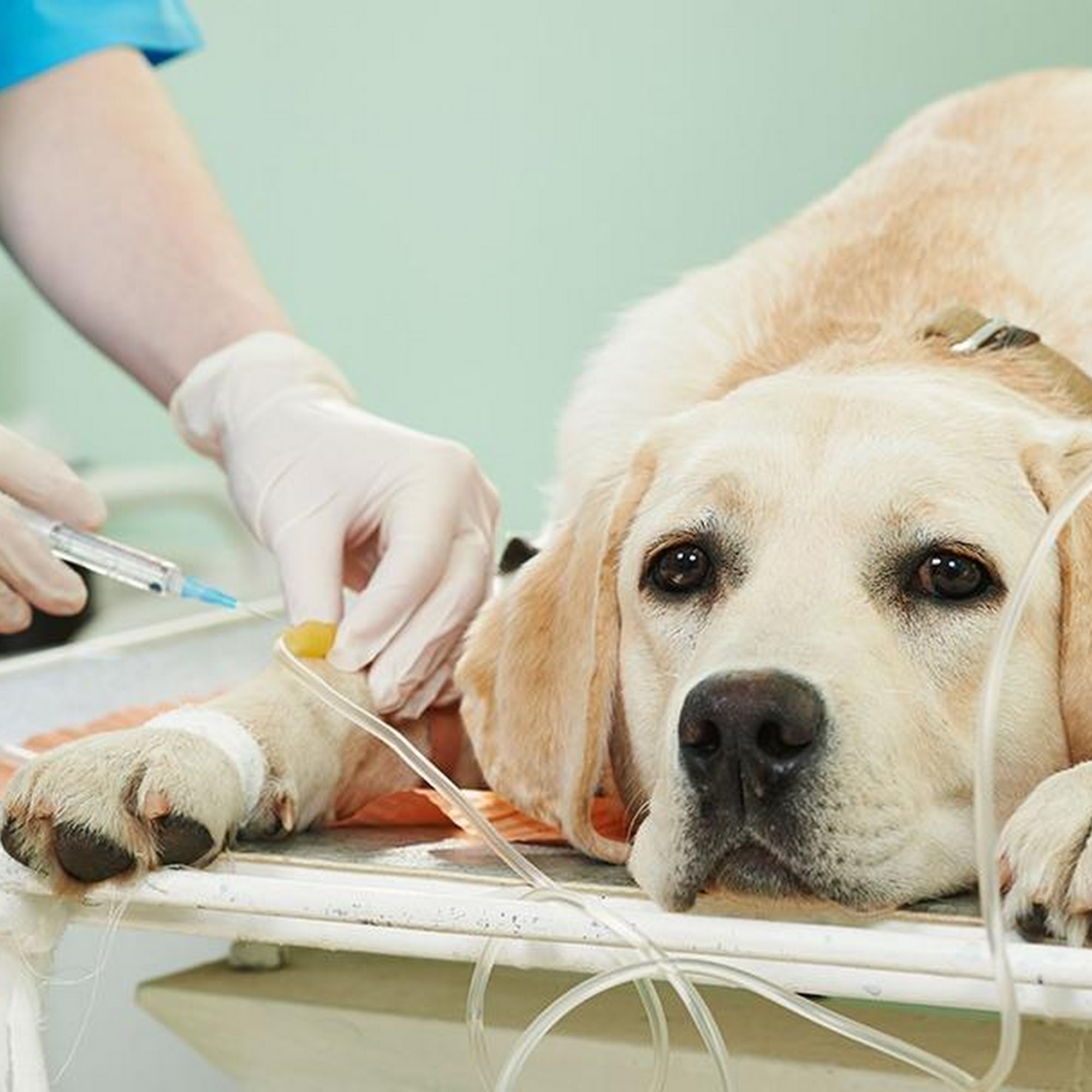 Pet Health Center LLC Decatur