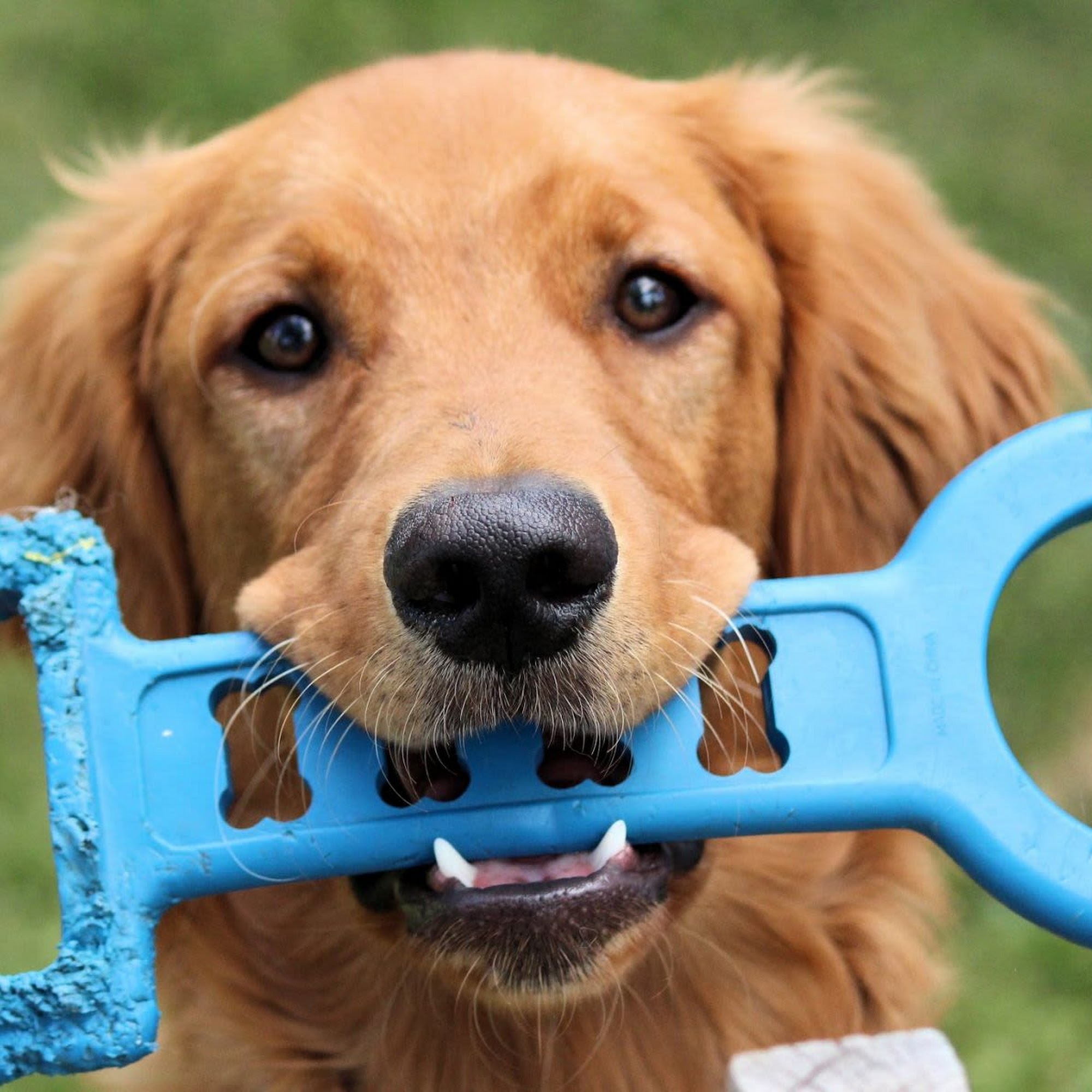 Del Rio Veterinary Diagnostic Hospital Del Rio