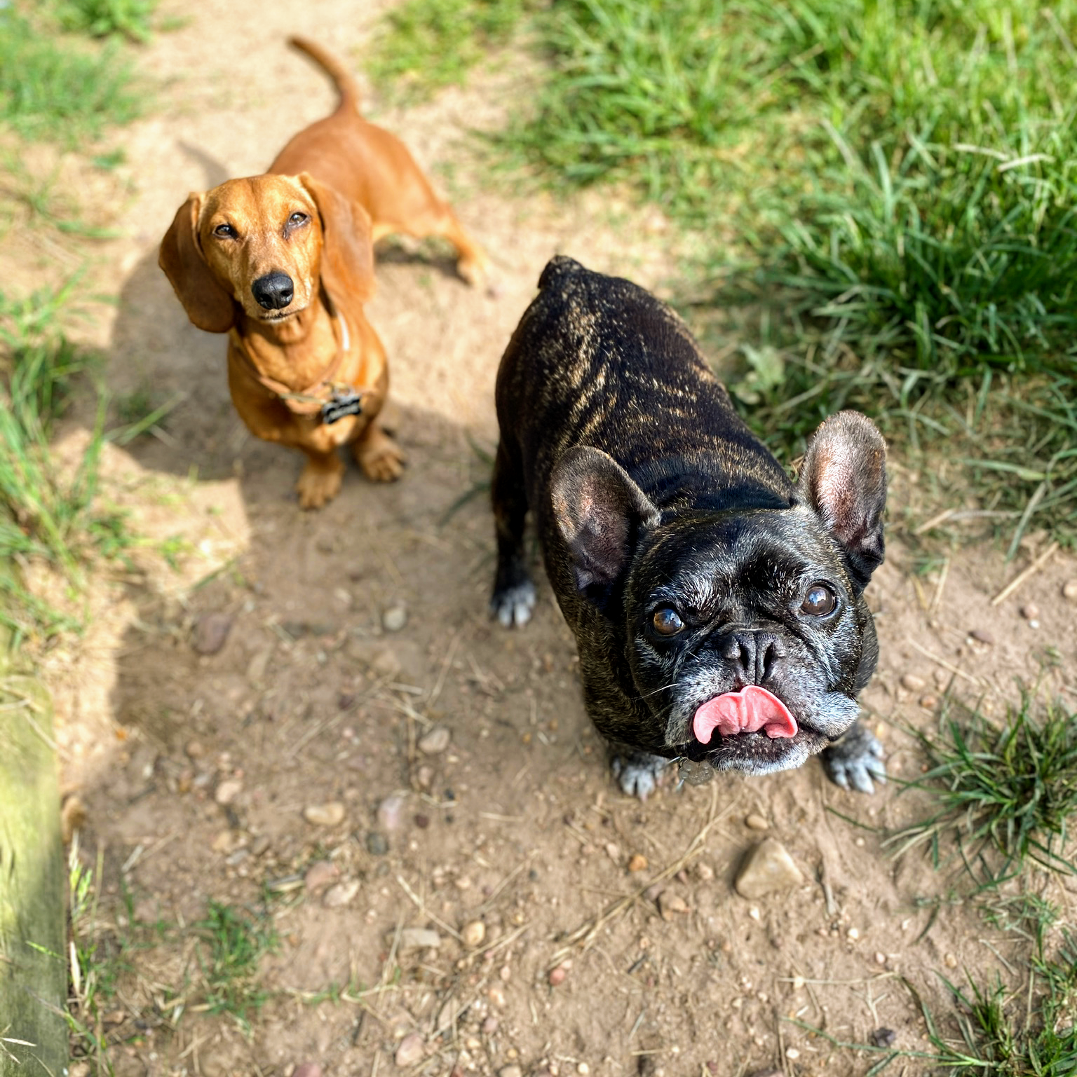 Barking Springs Dog Ranch Del Valle