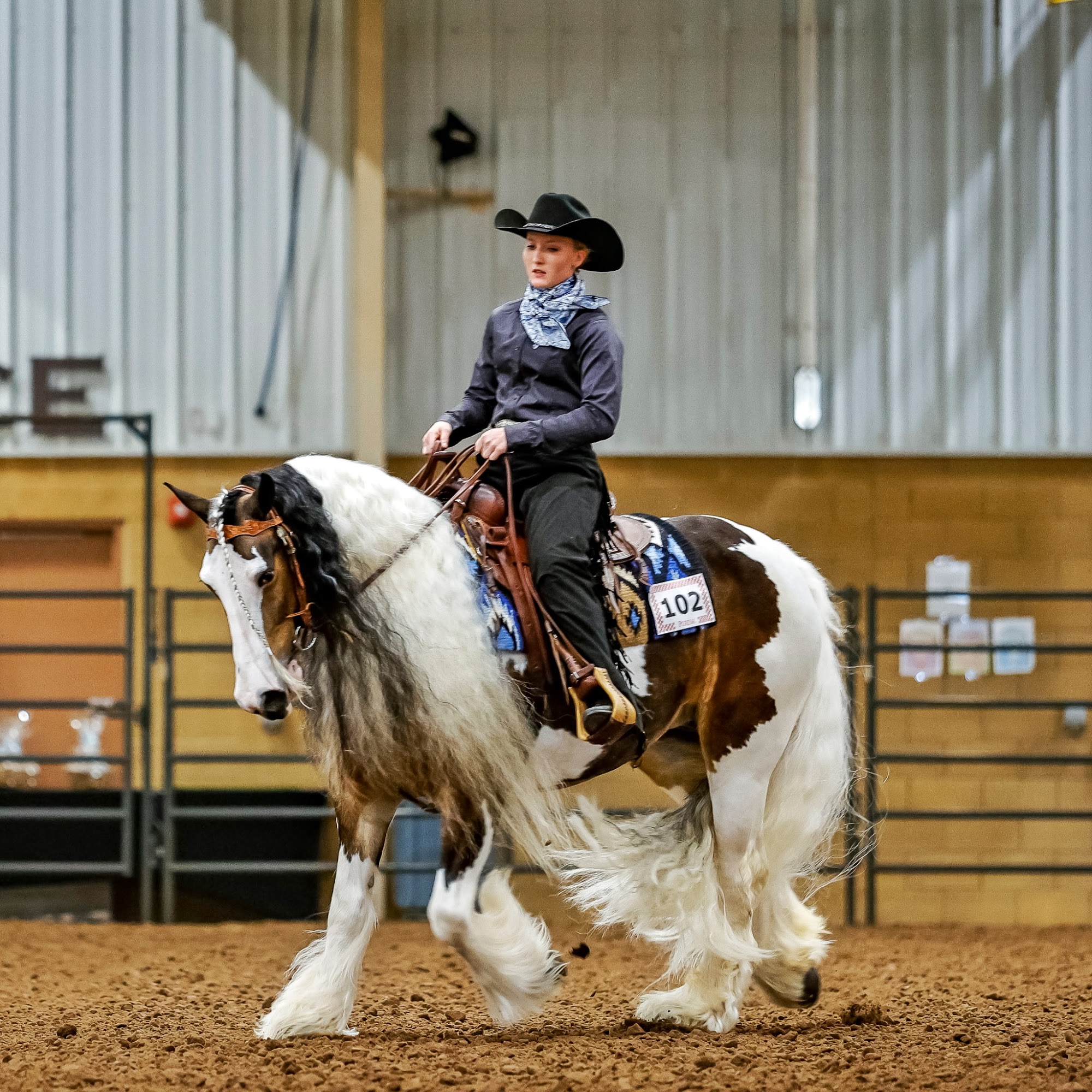 Hayes Equine Vet Services Denison