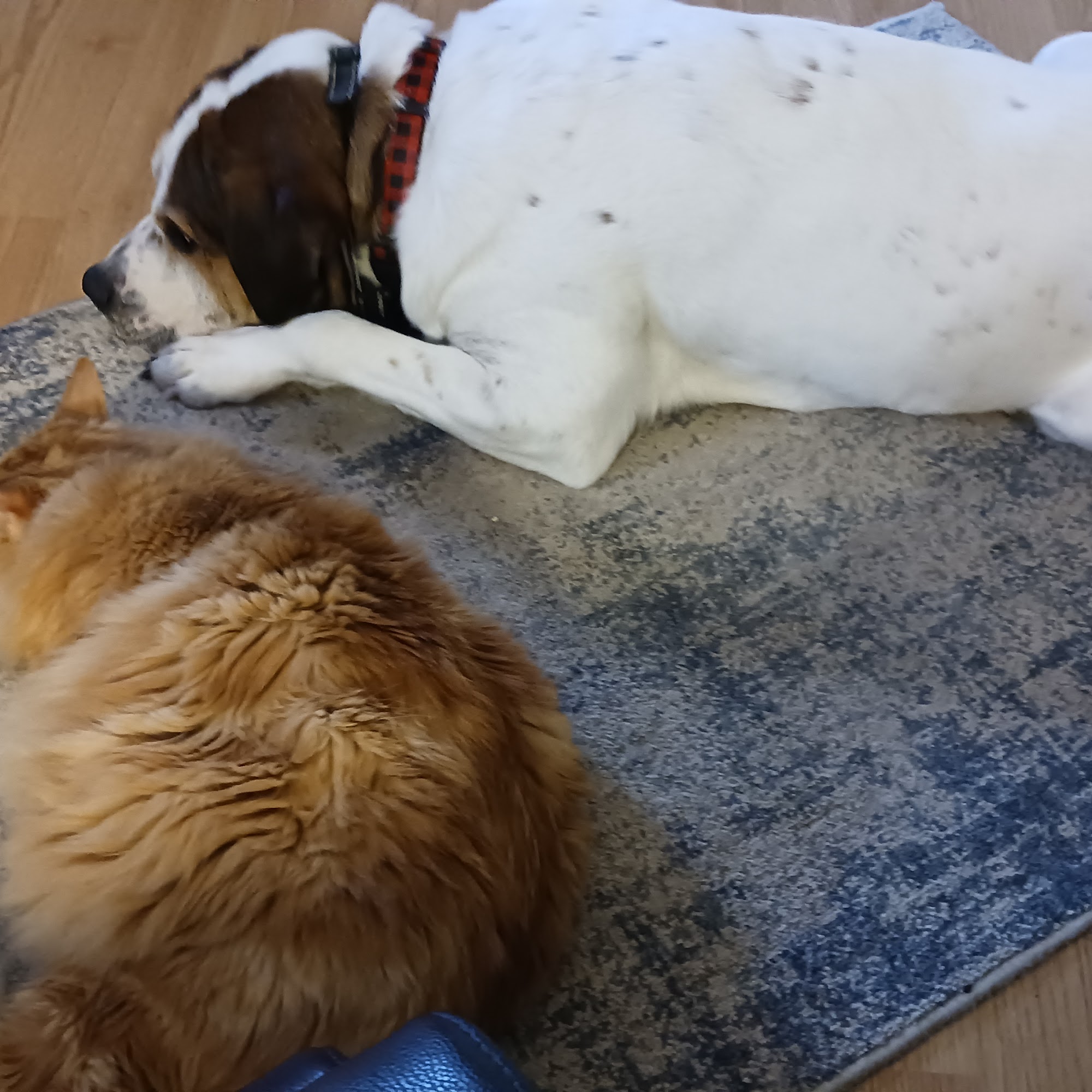 Animal Hospital of Denison Denison