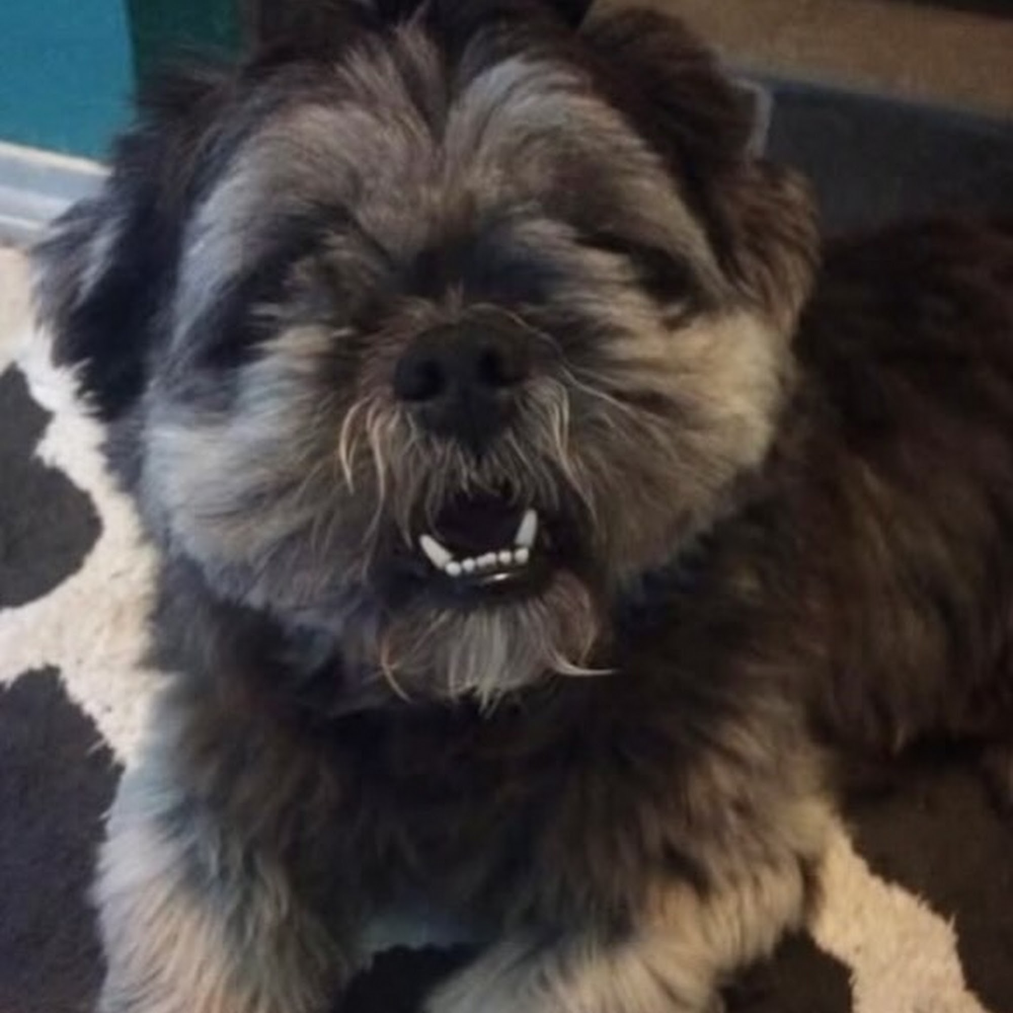 Denton Veterinary Center Denton