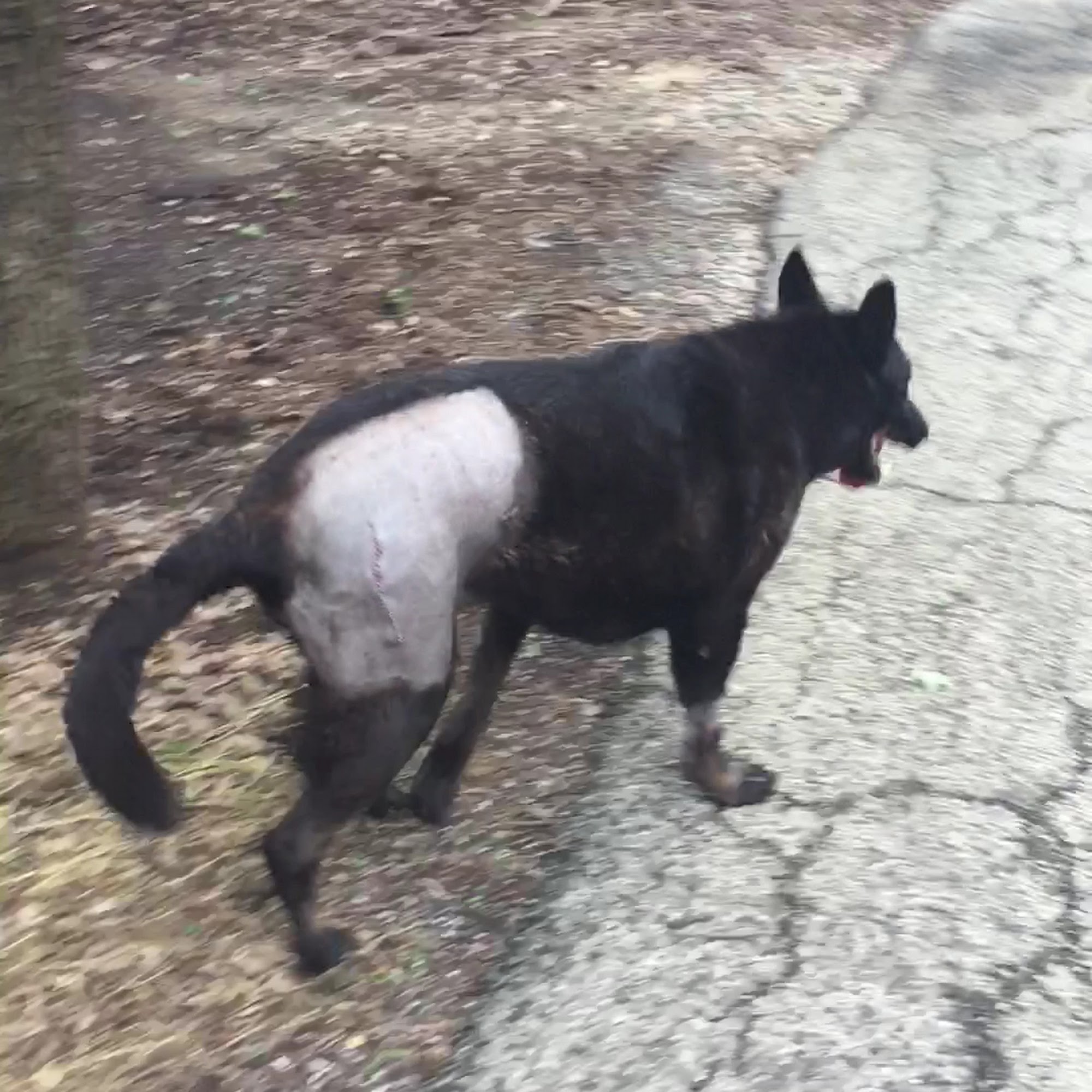 Southridge Animal Hospital Denton