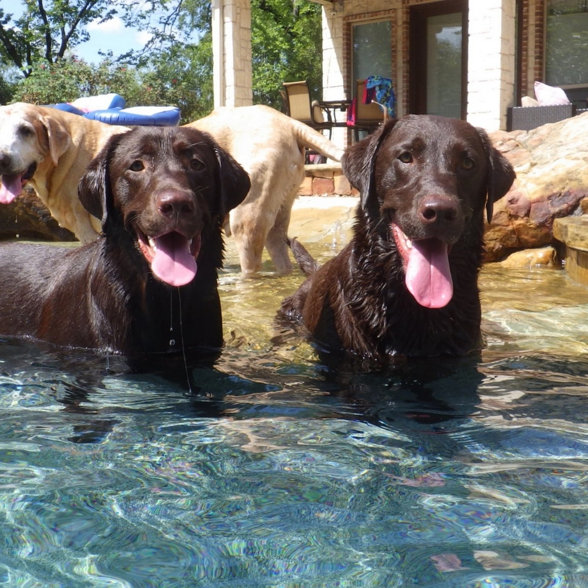 Bullock Cody DVM Denton