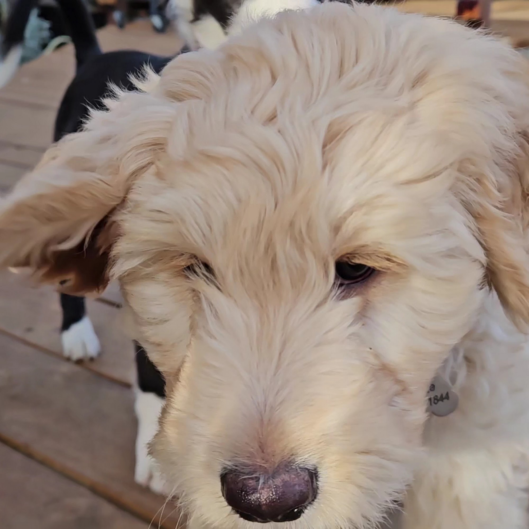 South Denton Animal Hospital Denton