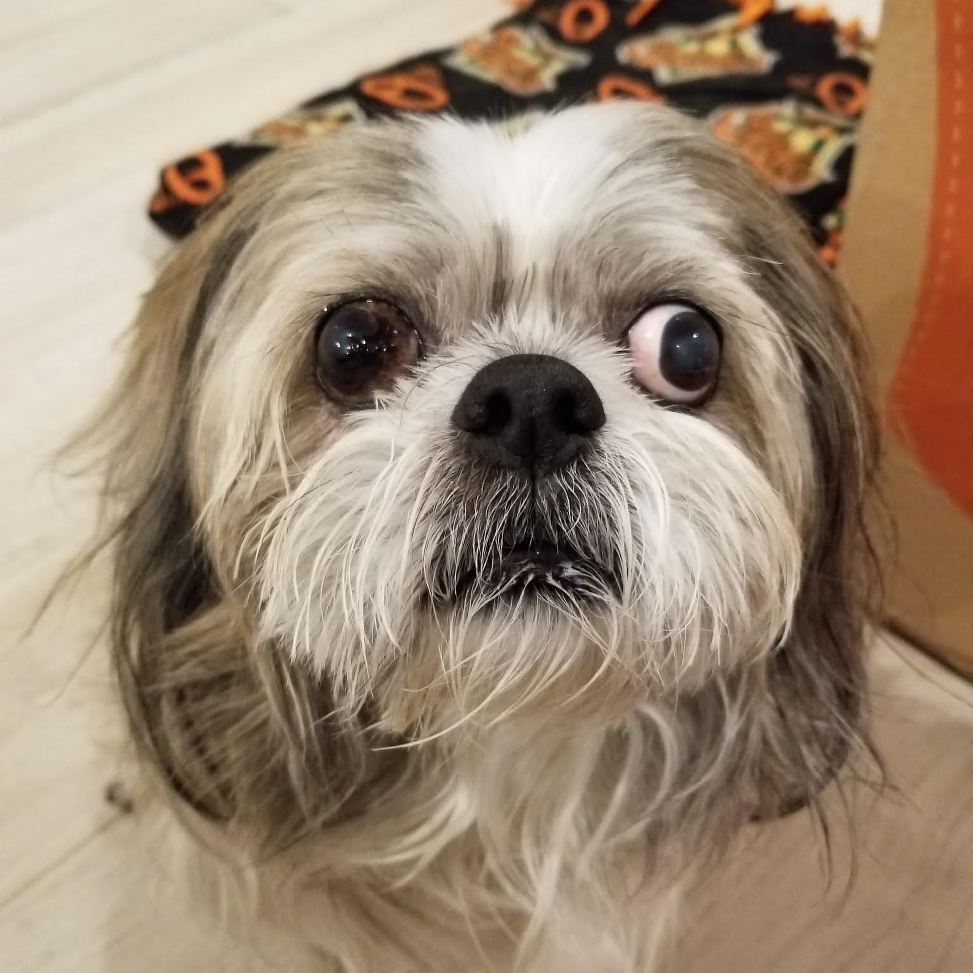 Westgate Veterinary Hospital Denton