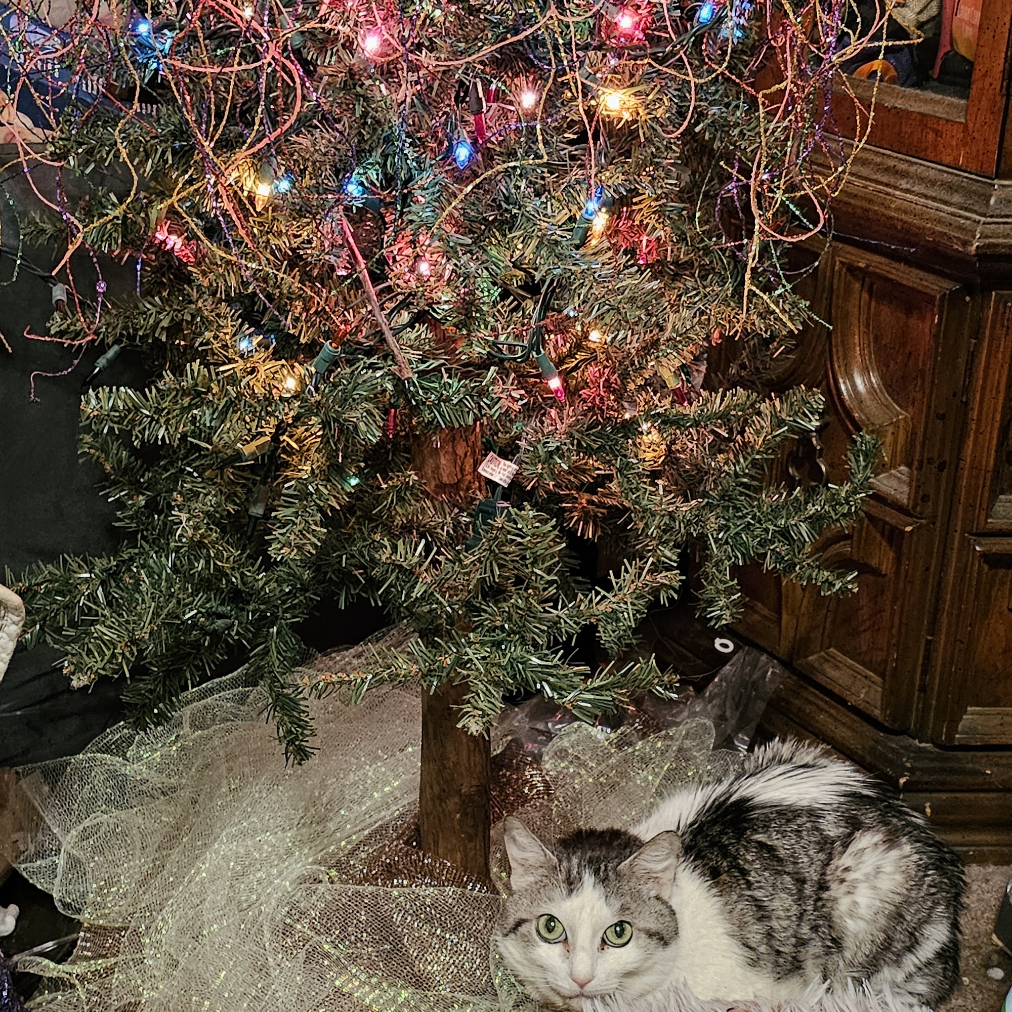 Companion Animal Hospital Denton