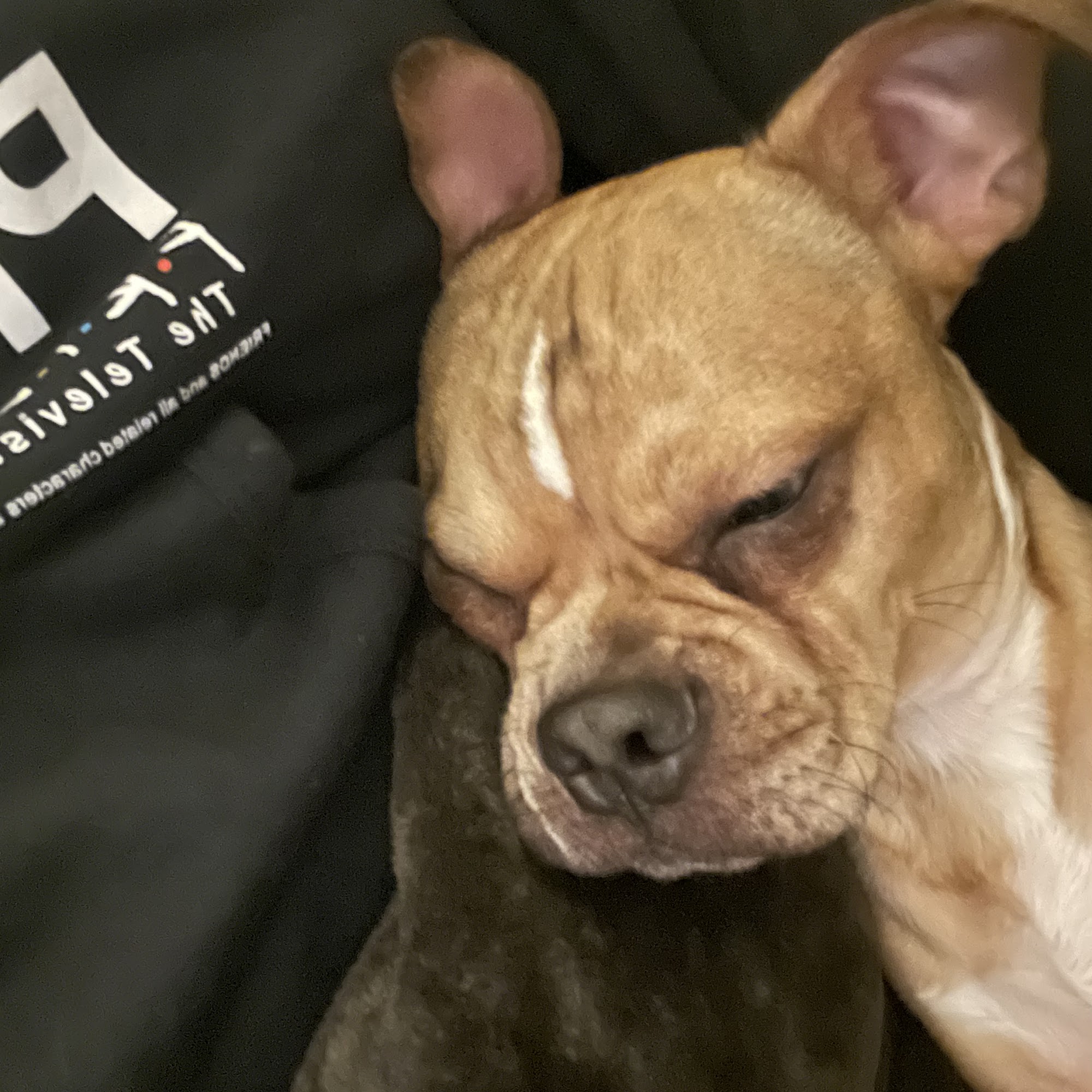 Denton County Animal ER Denton