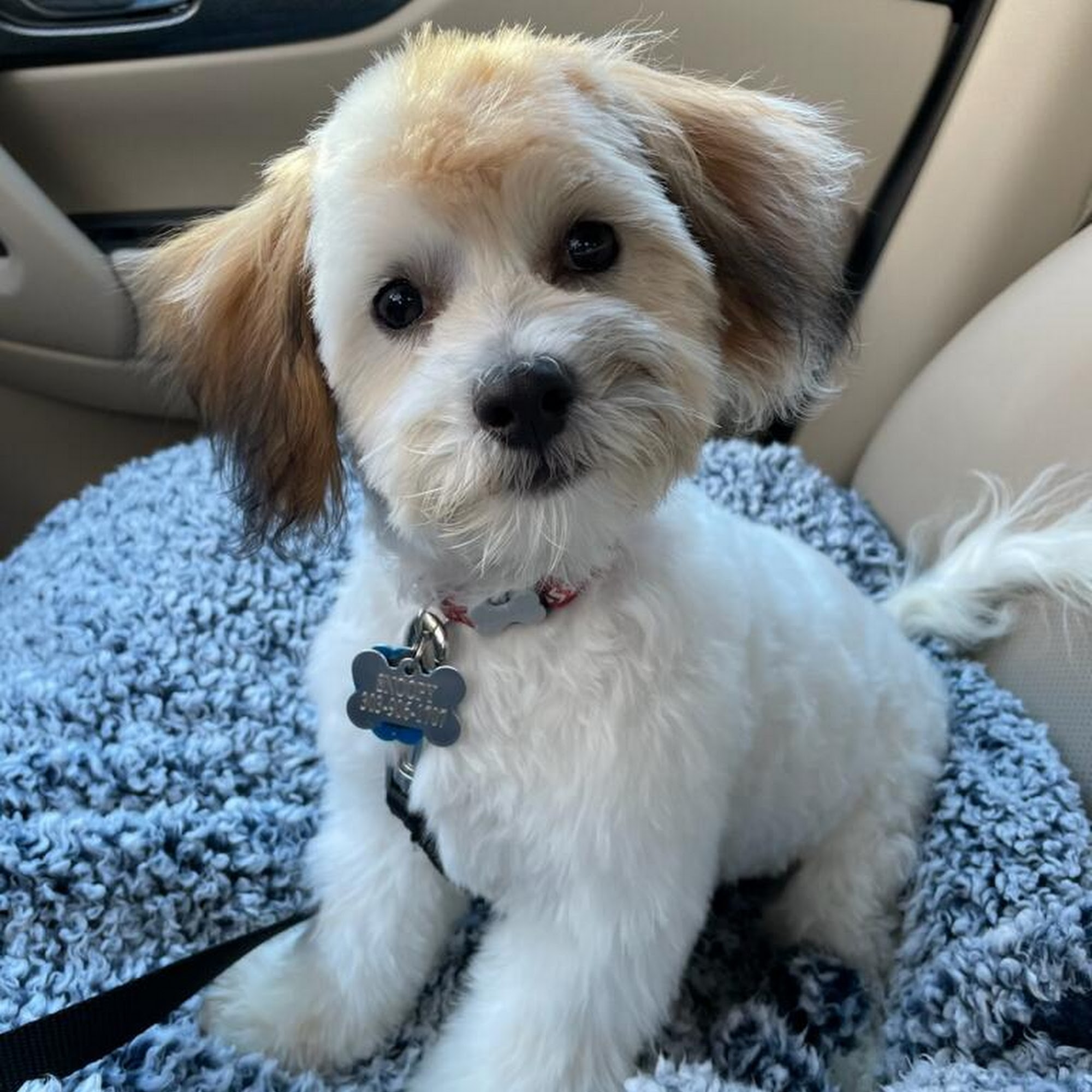 Sanger Animal Hospital Denton