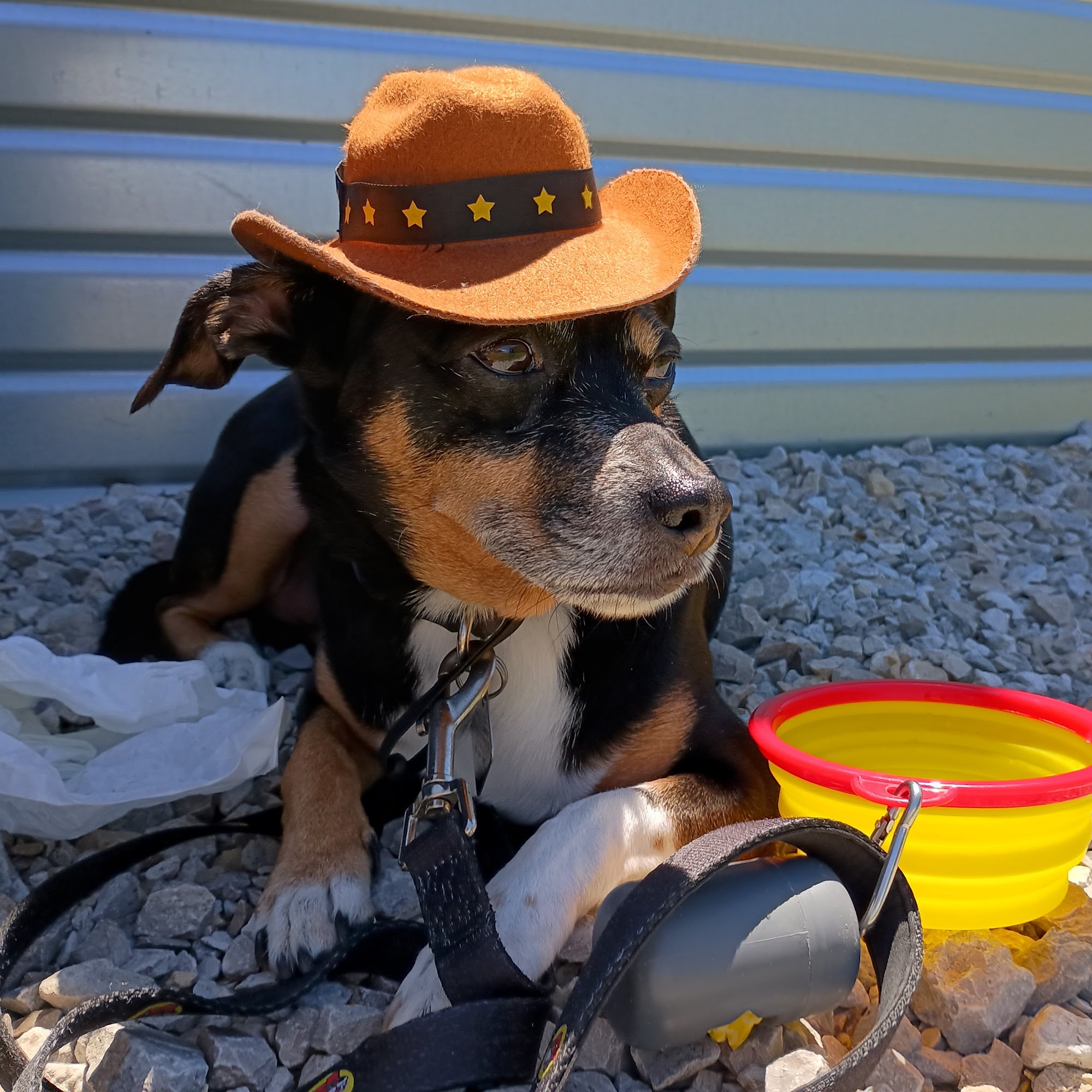 Town and Country Animal Hospital Denton