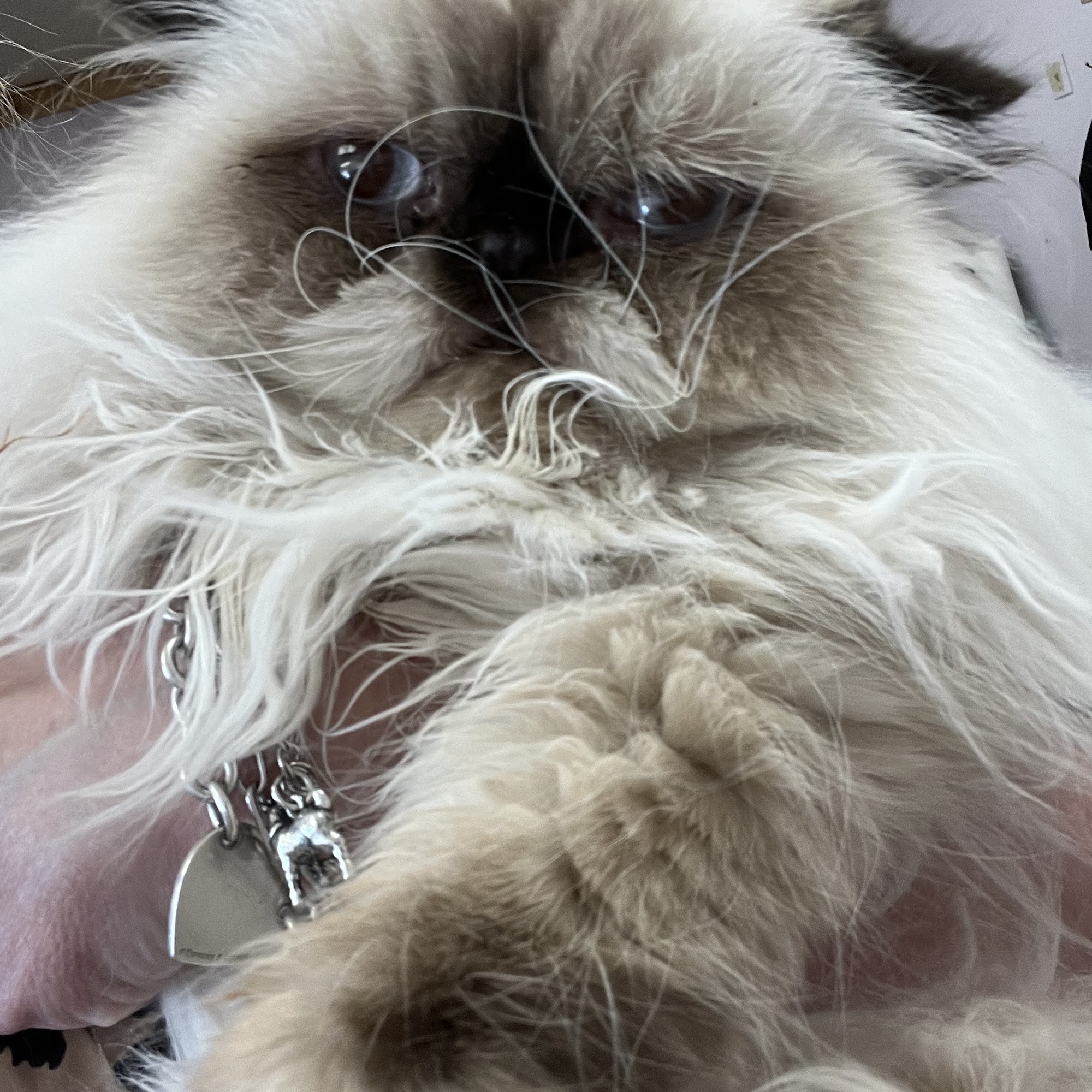 Ultimutt Dog Grooming Denton