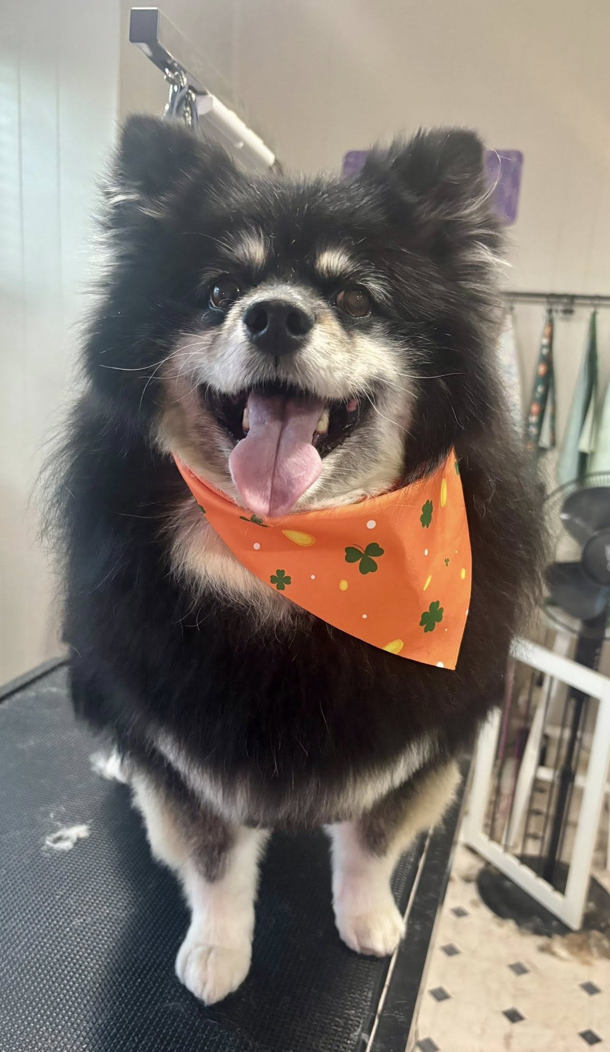 SHED Pet Salon Denton