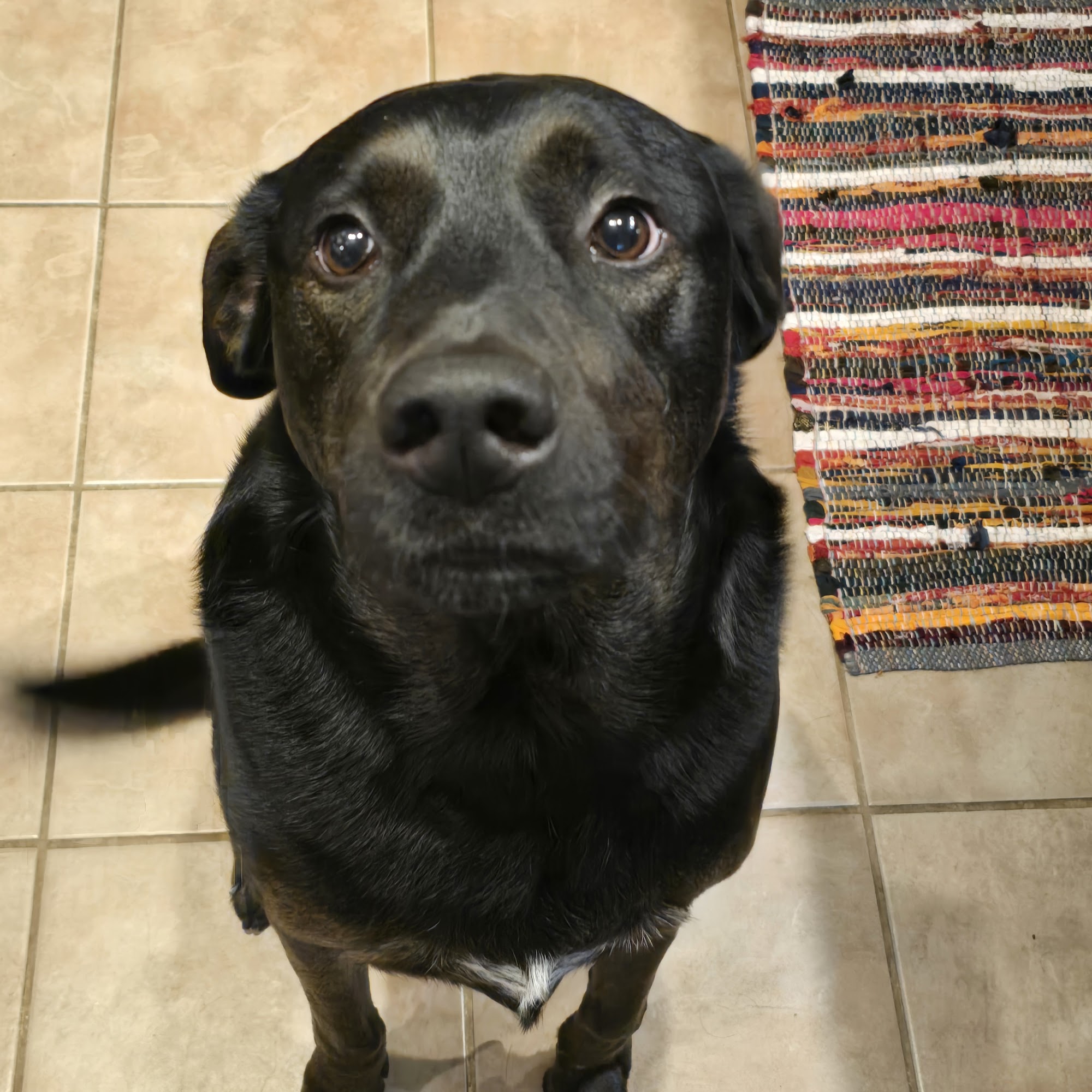 Quick Paw Mobile Pet Care Denton