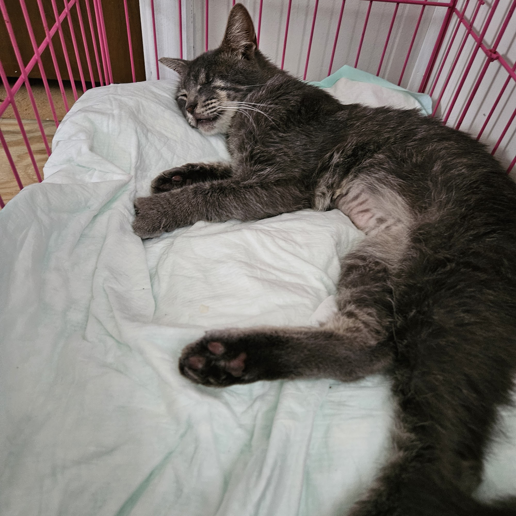 Devine Veterinary Clinic Devine