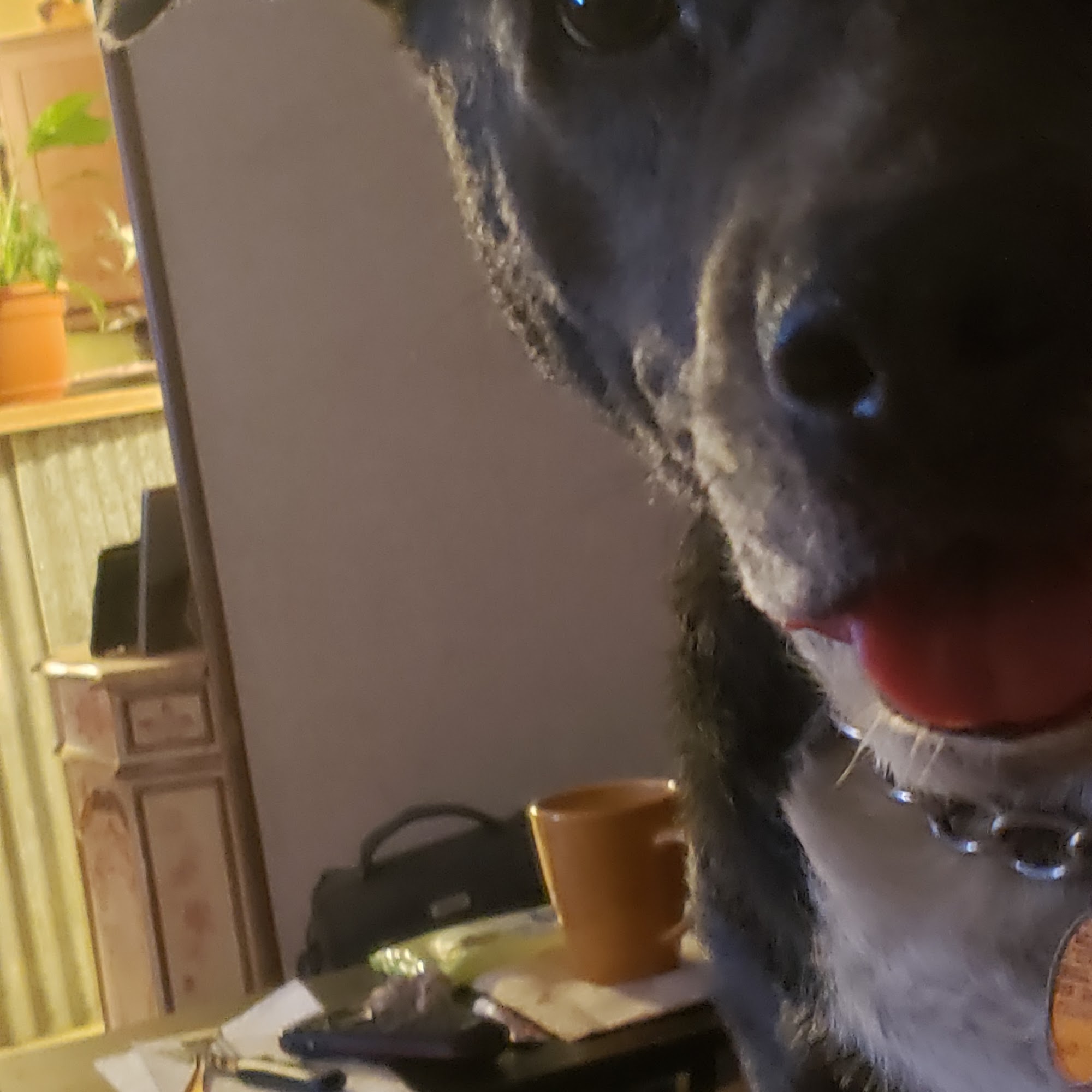 Devine Veterinary Clinic Inc: Scogin Chrissy DVM Devine