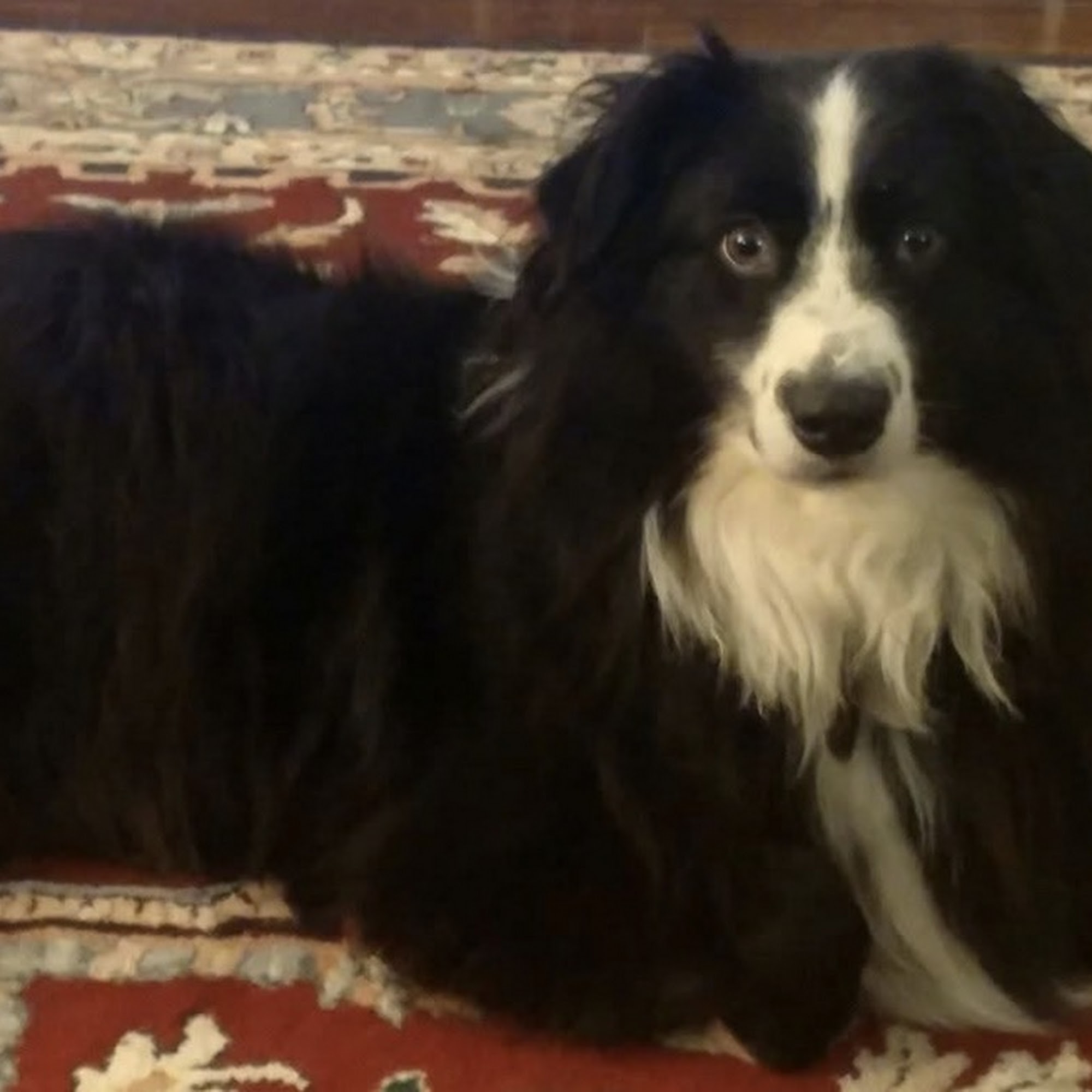 Dickinson Animal Hospital & Pet Wellness Center Dickinson