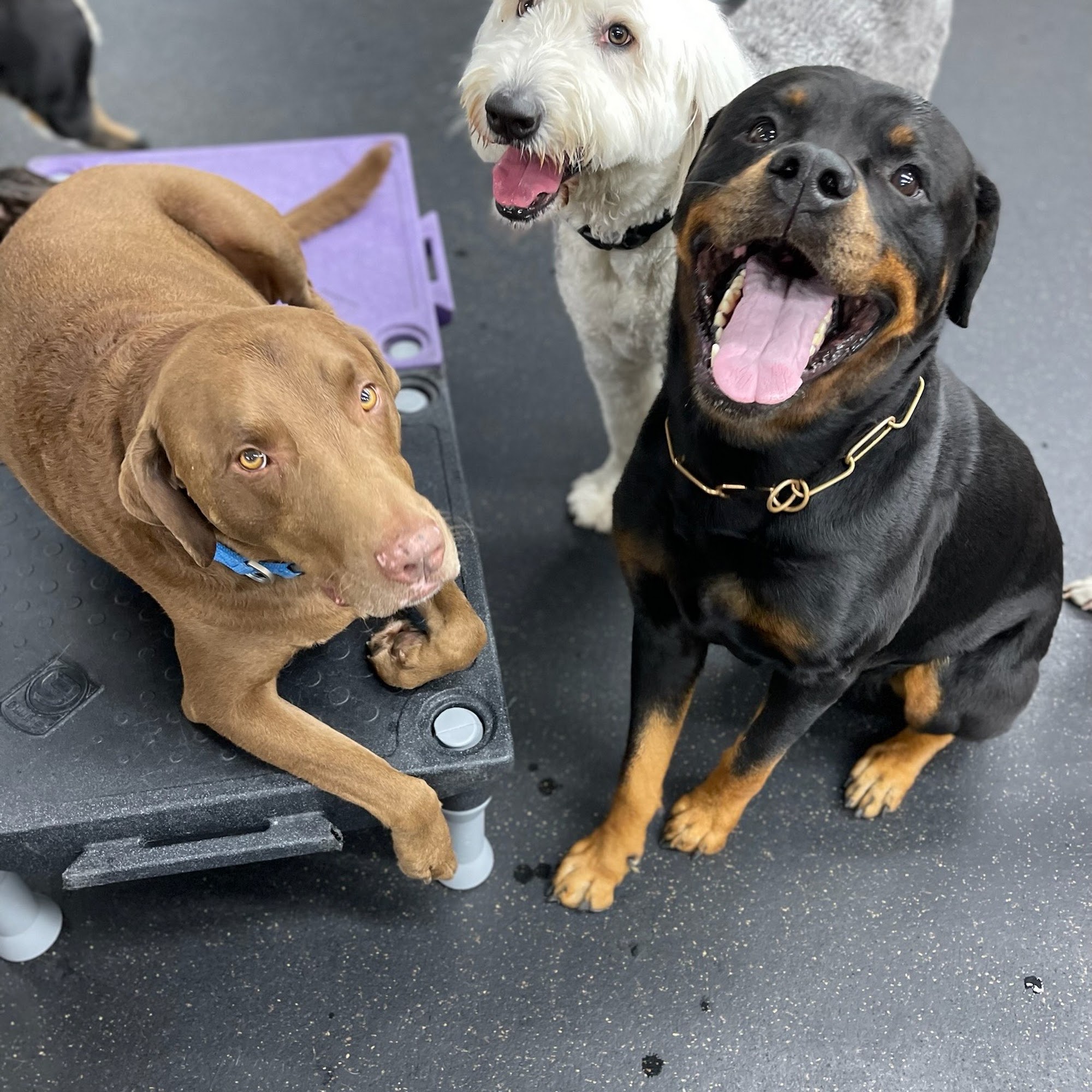 Transform My Dog Dickinson