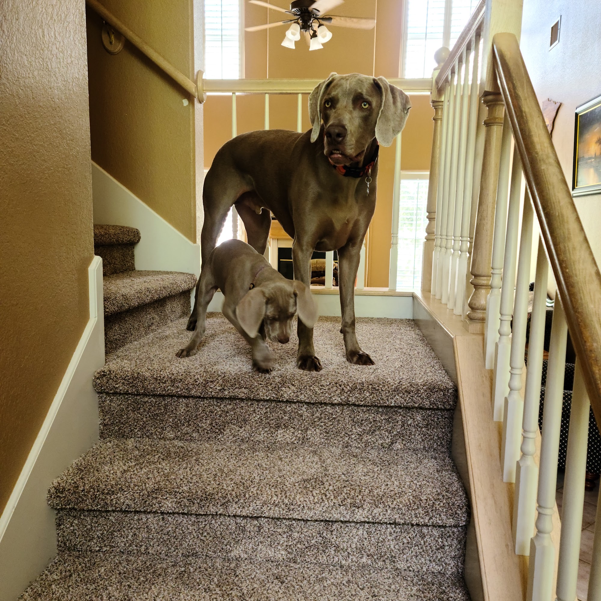 Sunset Canyon Veterinary Clinic: Menigo Erin DVM Dripping Springs