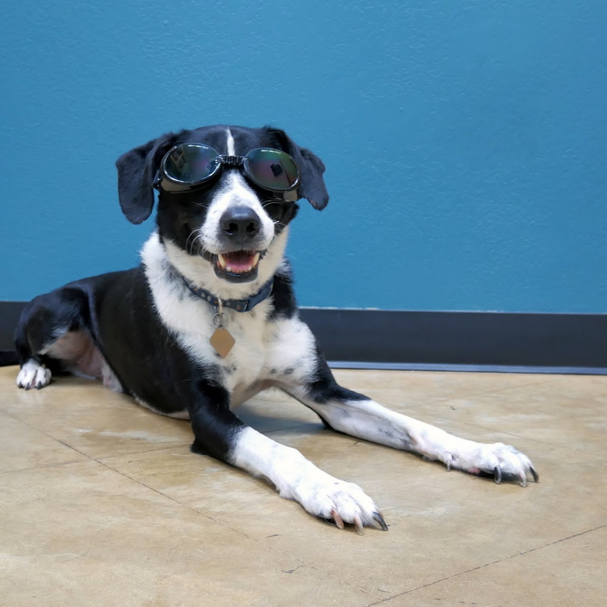 Dripping Springs Animal Hospital Dripping Springs