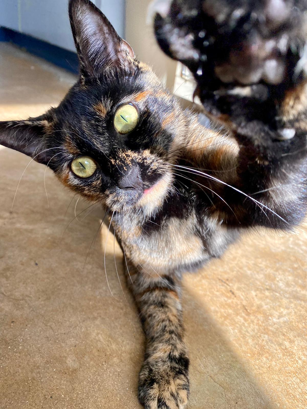 Stay-N-Play Pet Ranch Dripping Springs