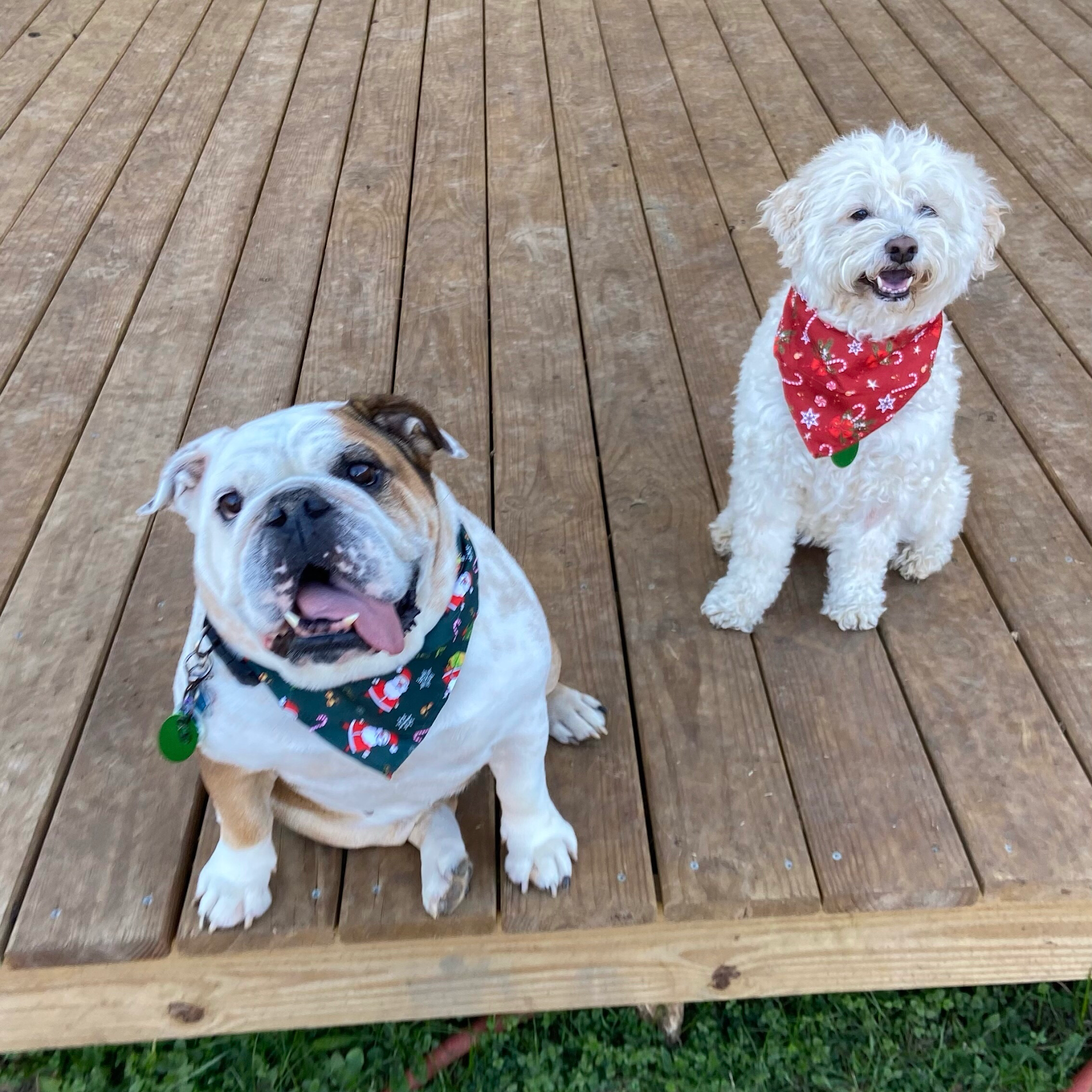 Lucky's Paw Playhouse Dripping Springs