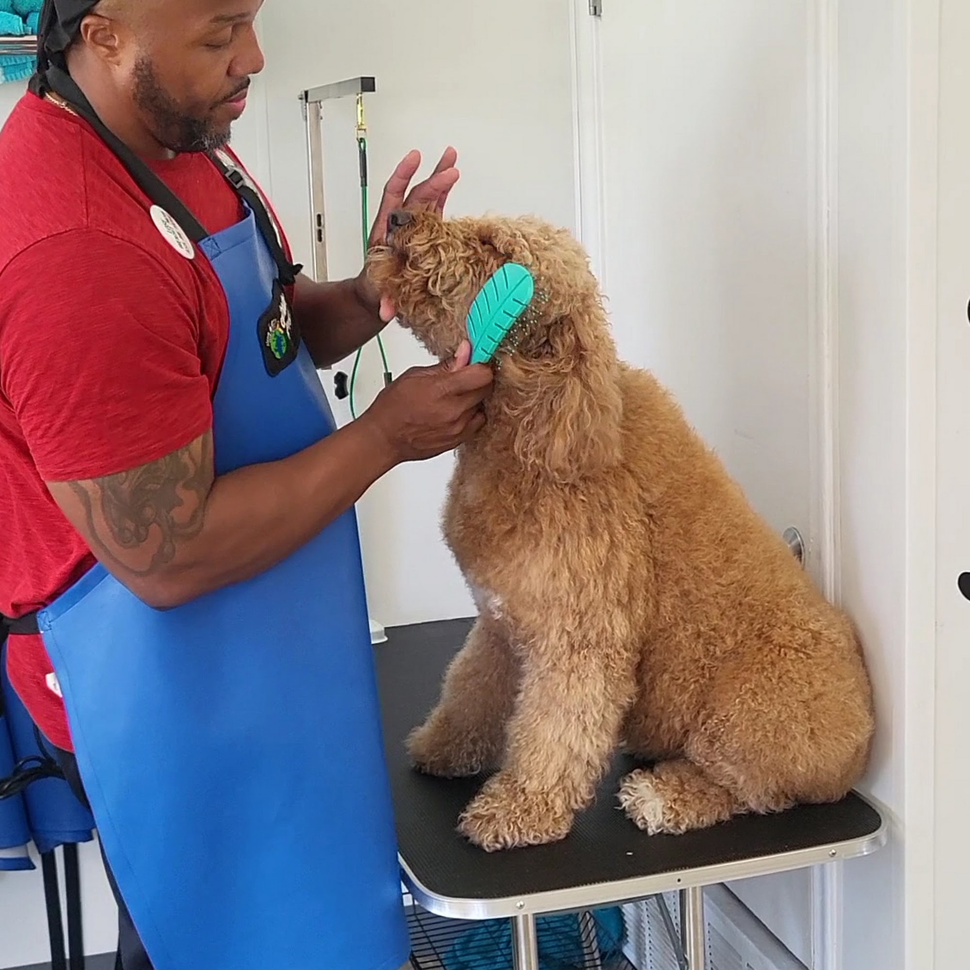 Bubbly Tub DIY Dog Wash Duncanville