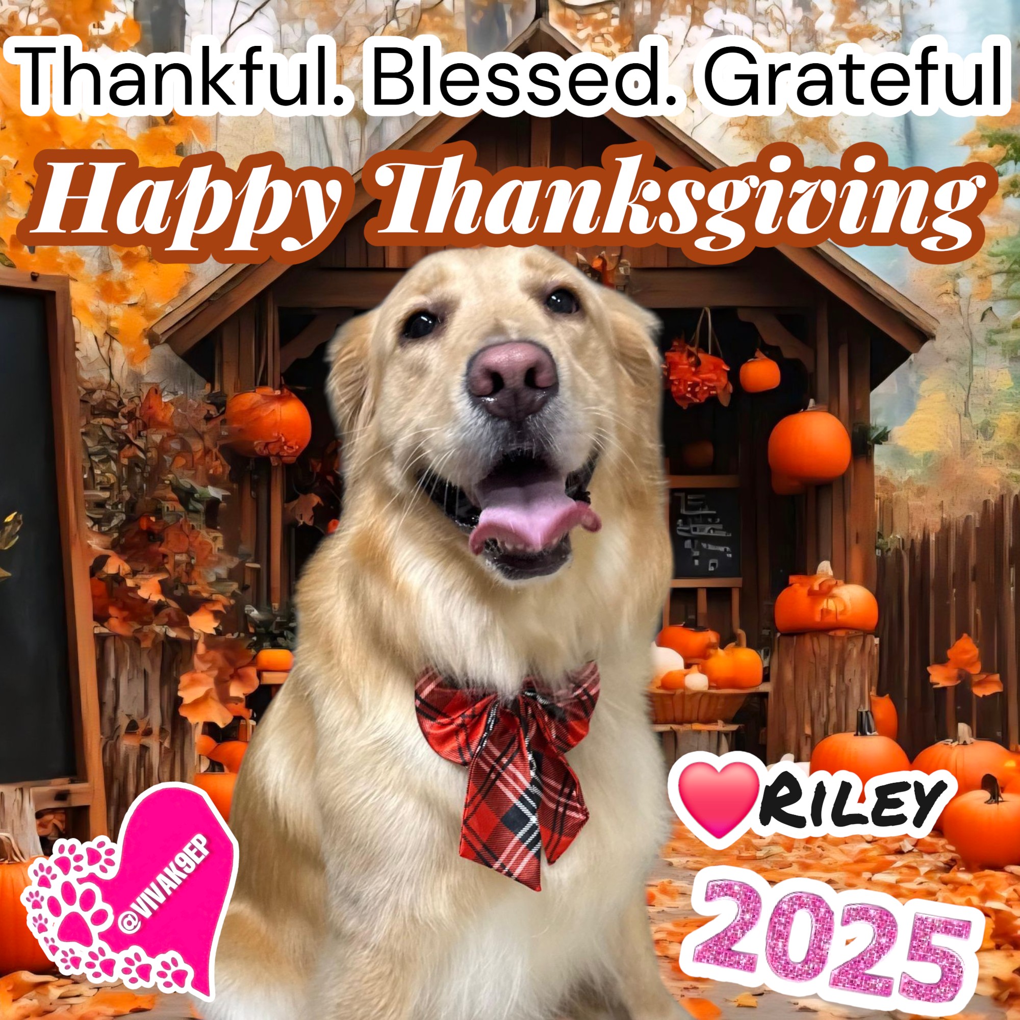 Viva K9 Training, Boarding and Grooming Center Eagle Pass