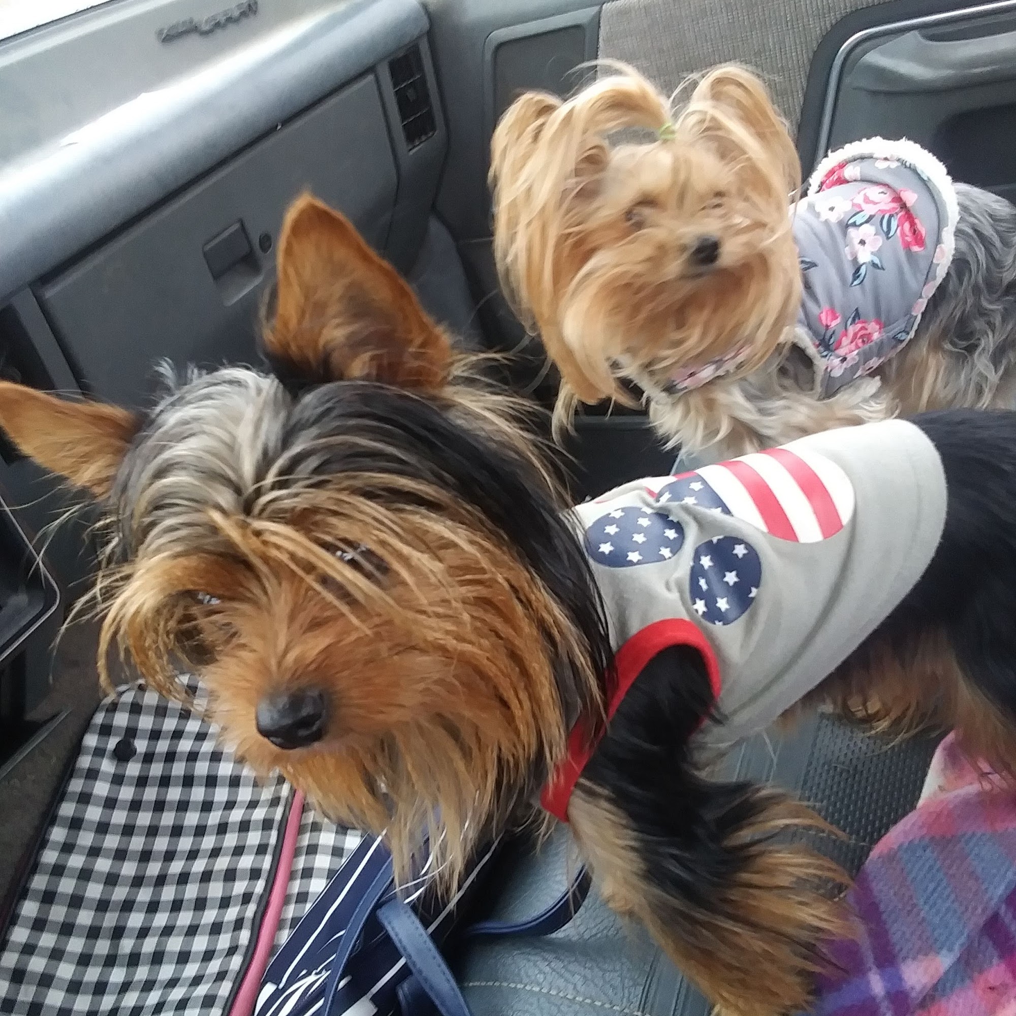 Brown County Animal Clinic: Speck A L DVM Early