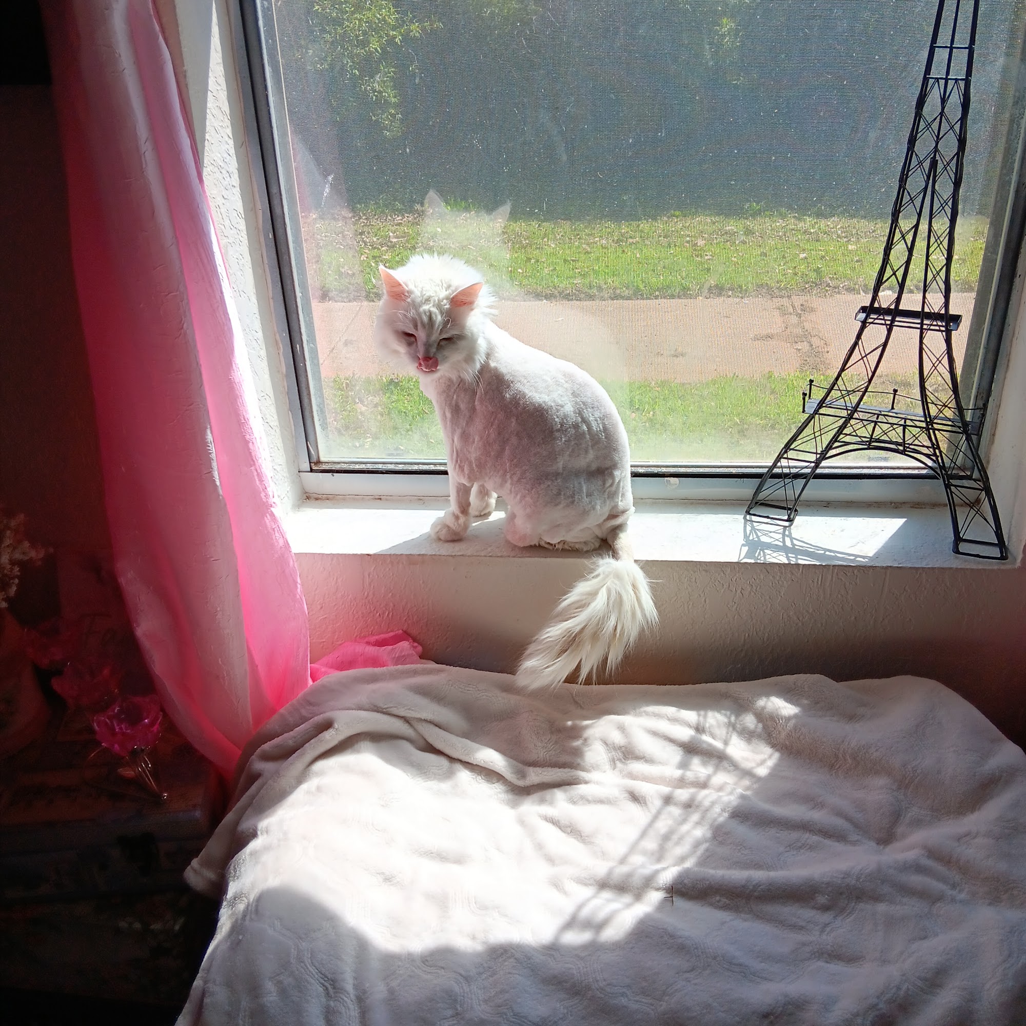 Eastland County Vet Clinic Eastland