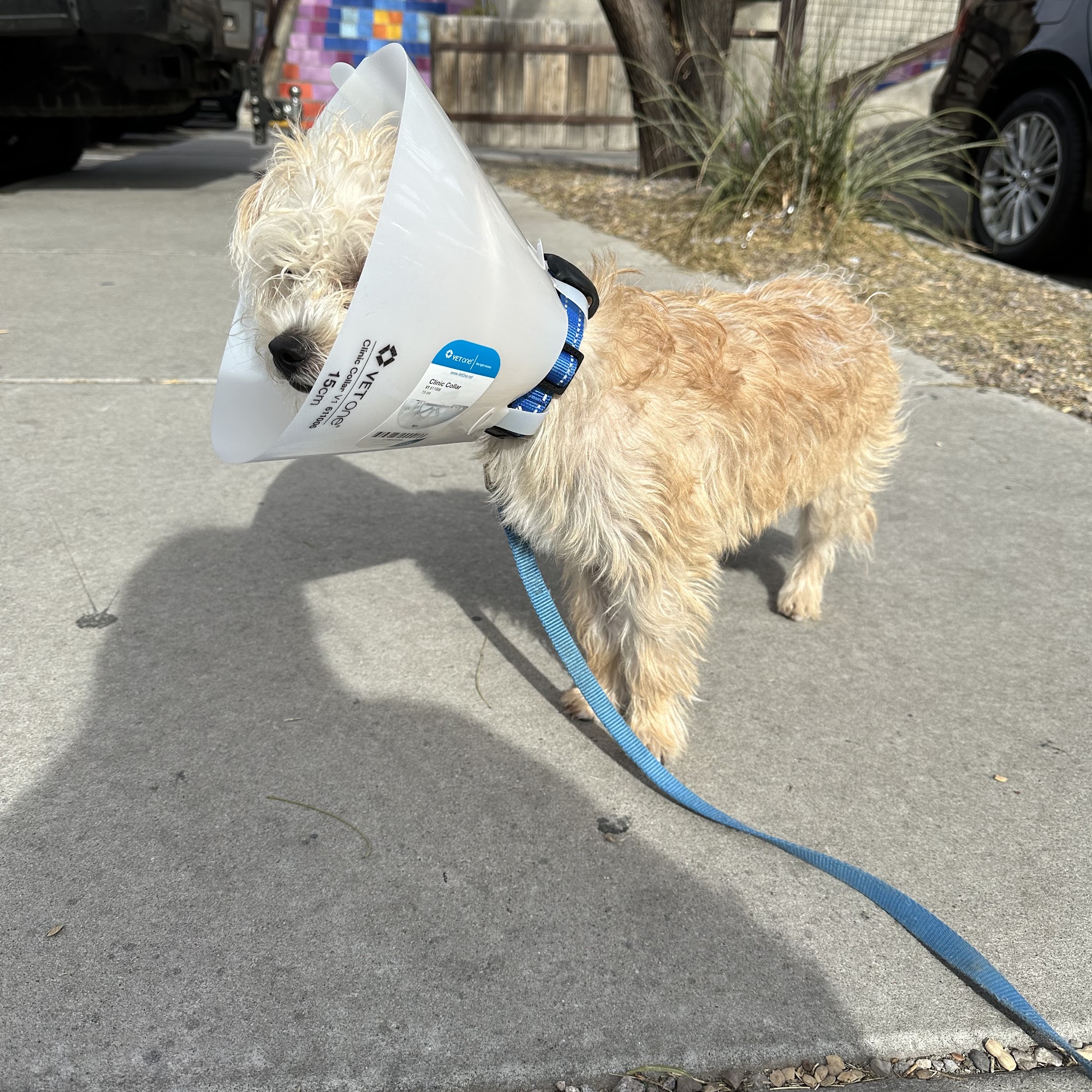 Allstar Animal Hospital El Paso