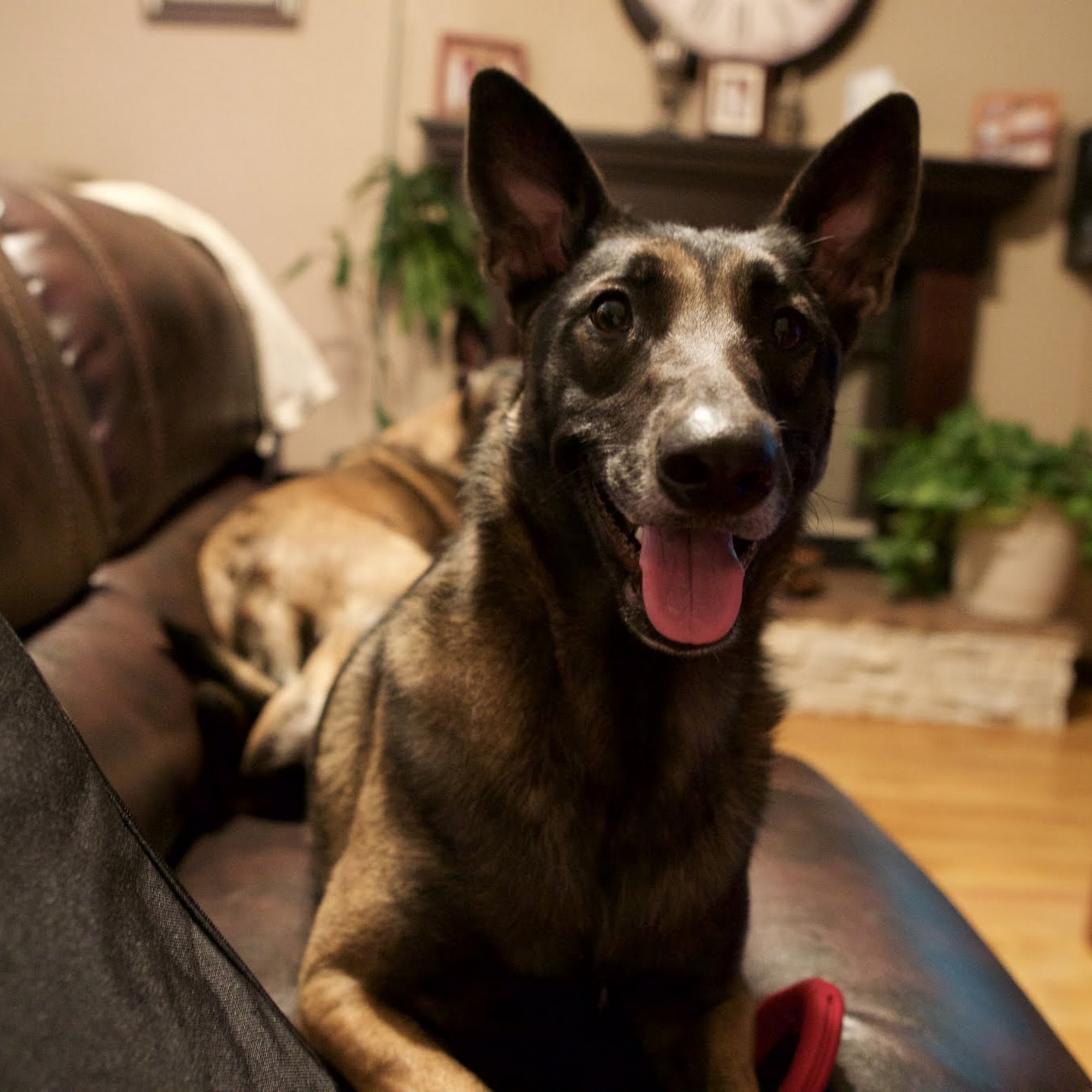 Desert East Animal Hospital El Paso