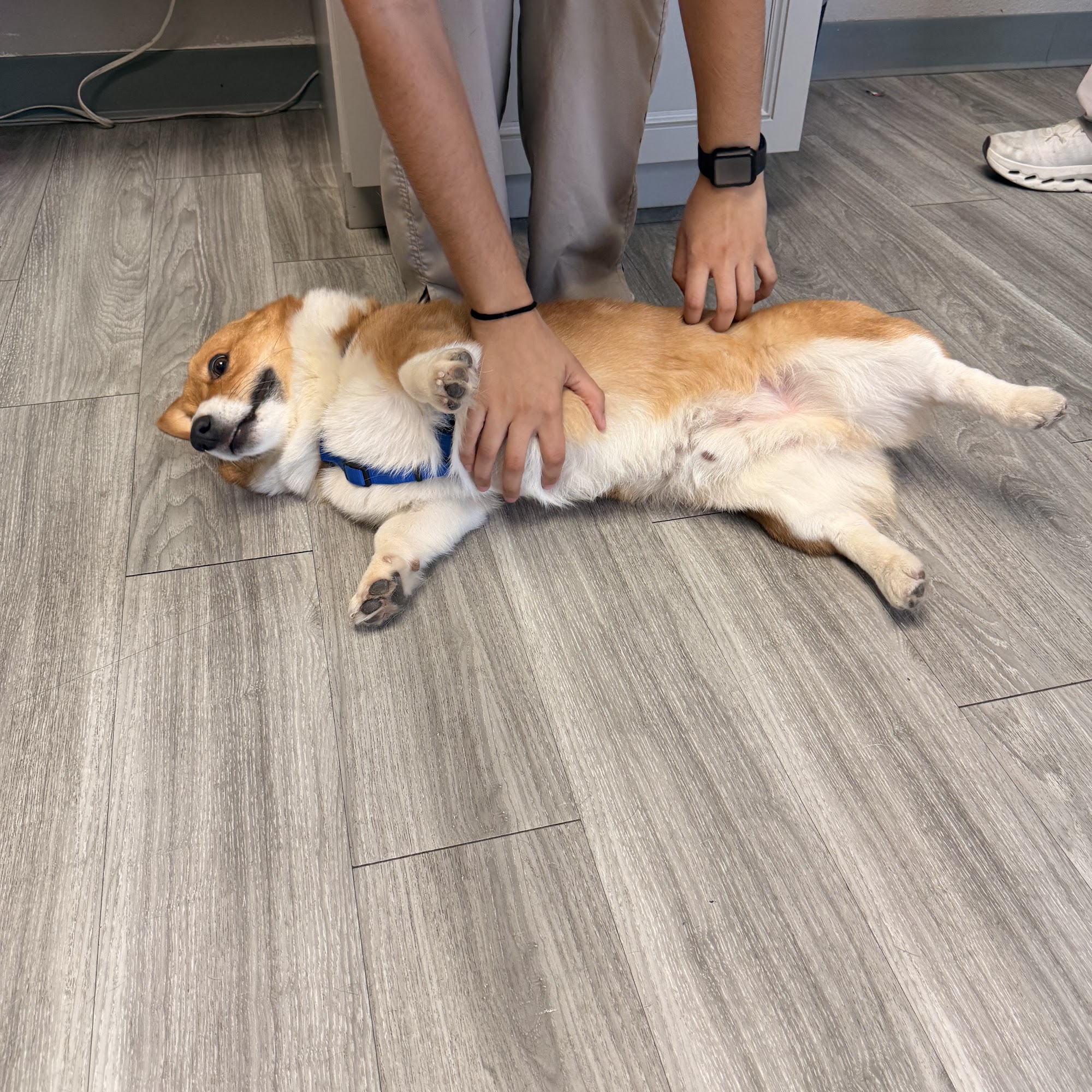 The Veterinary Care Centers of Texas El Paso