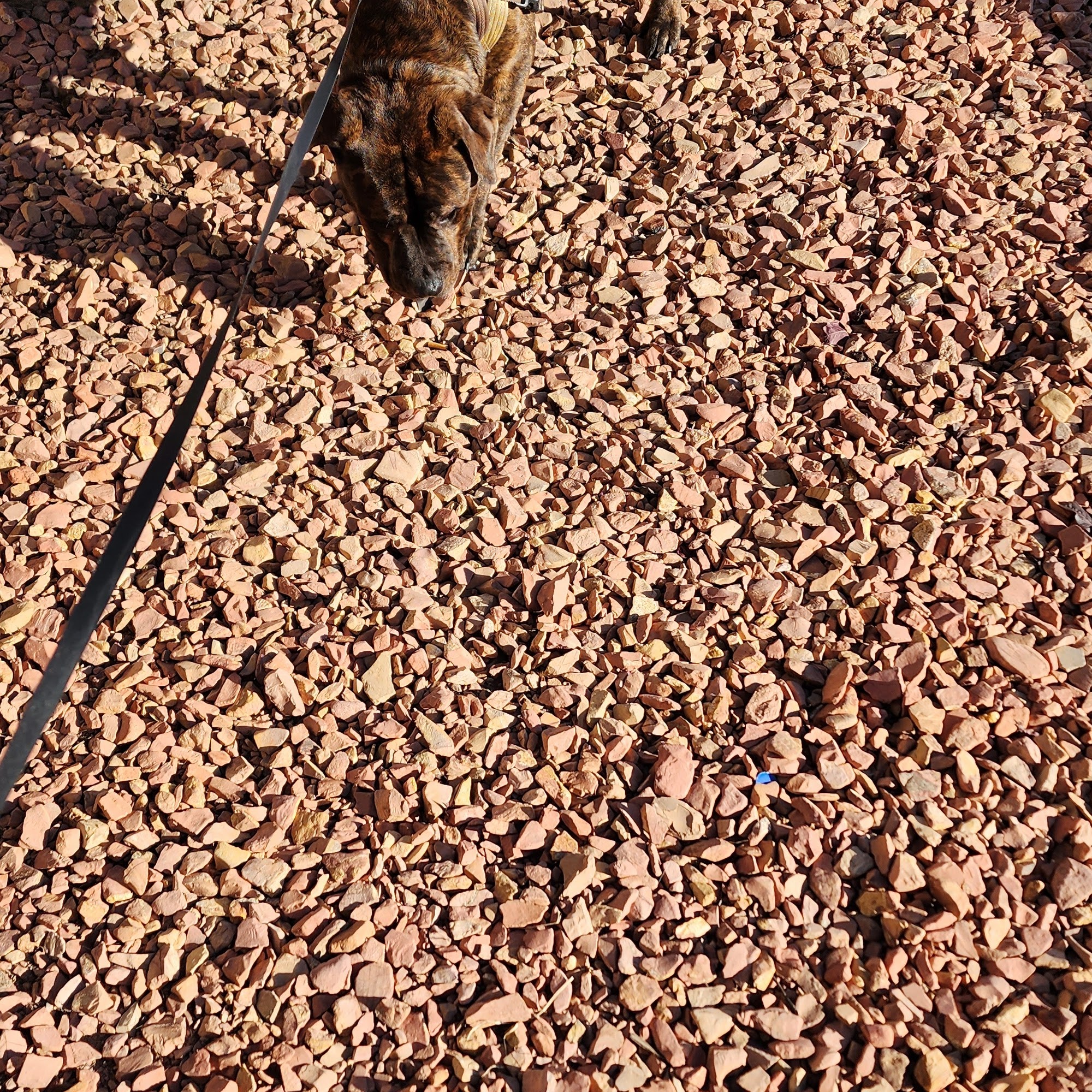 Edgar Park Veterinary Clinic El Paso