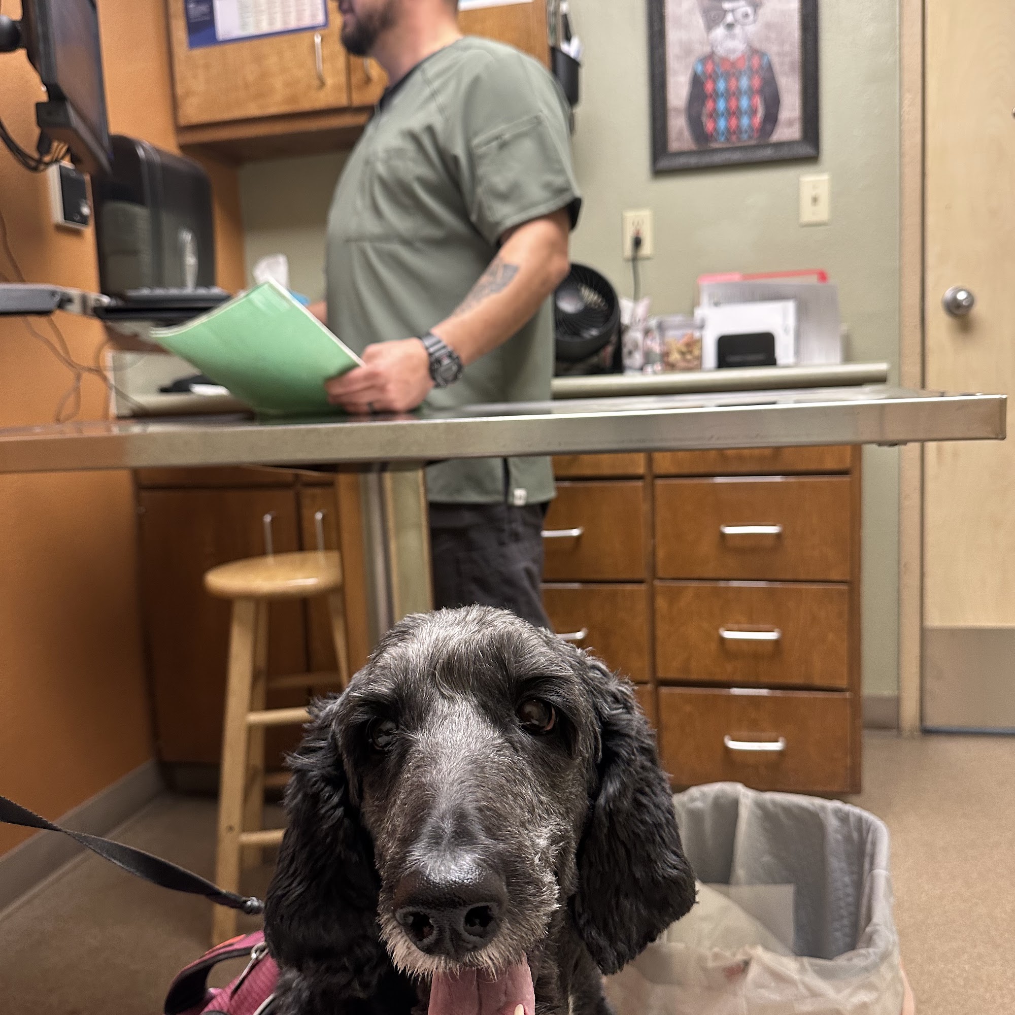 Crossroads Animal Hospital El Paso