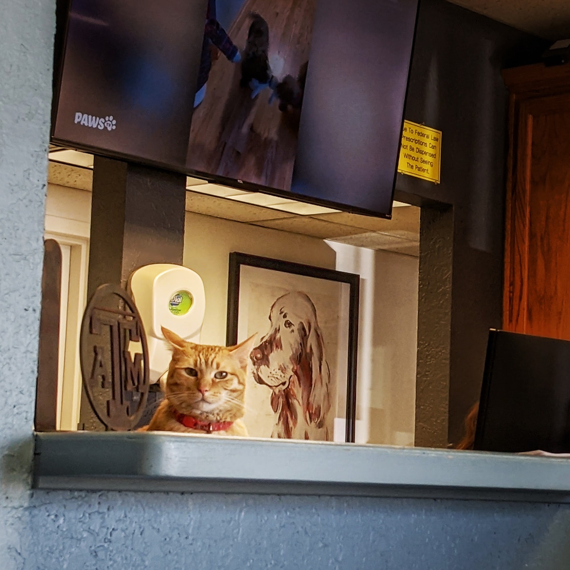 Vista Hills Animal Hospital: Shinaut Randy DVM El Paso