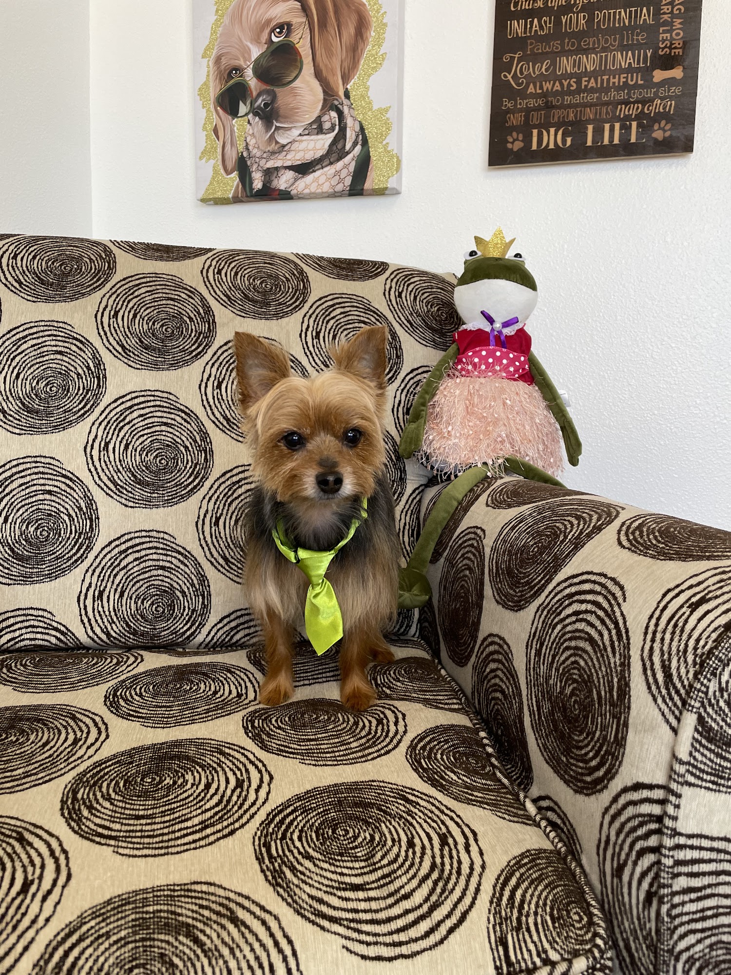 Shaggy Chic Grooming Boutique El Paso