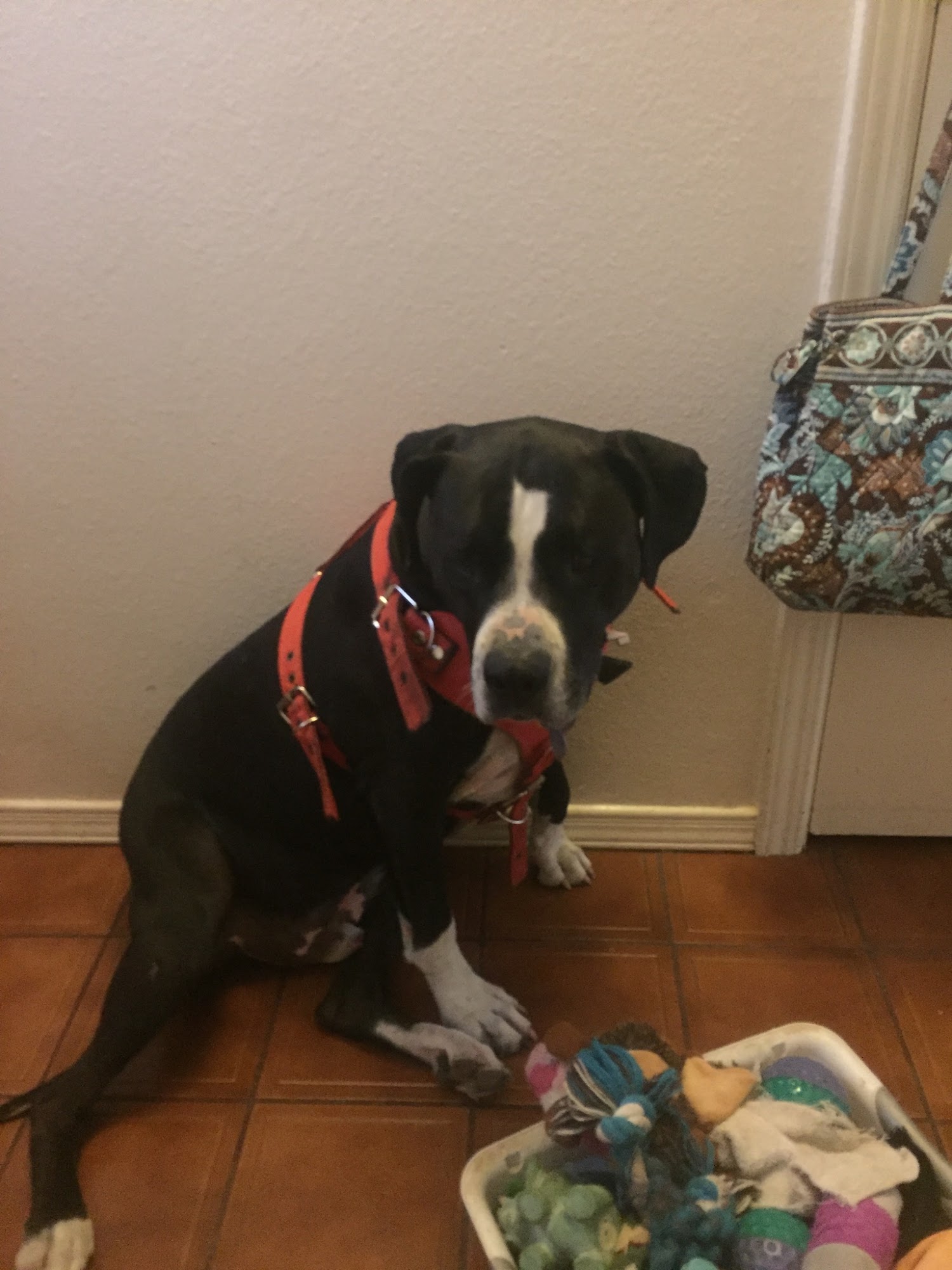 Mimi & Lola’s Pet Care & Dog Walking El Paso