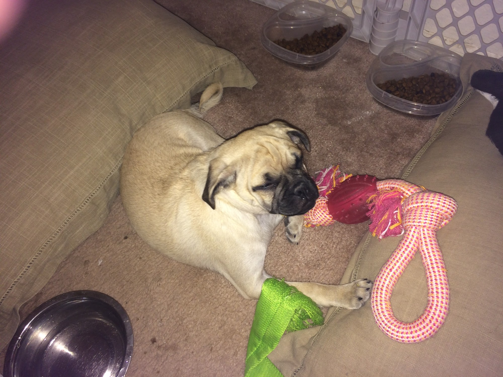 Mimi & Lola’s Pet Care & Dog Walking El Paso