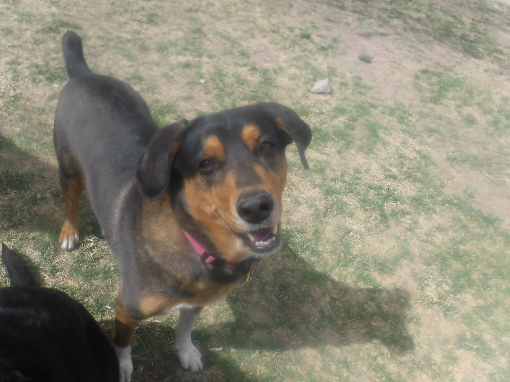 Howl-a-Day Inn Dog Boarding & Daycare El Paso