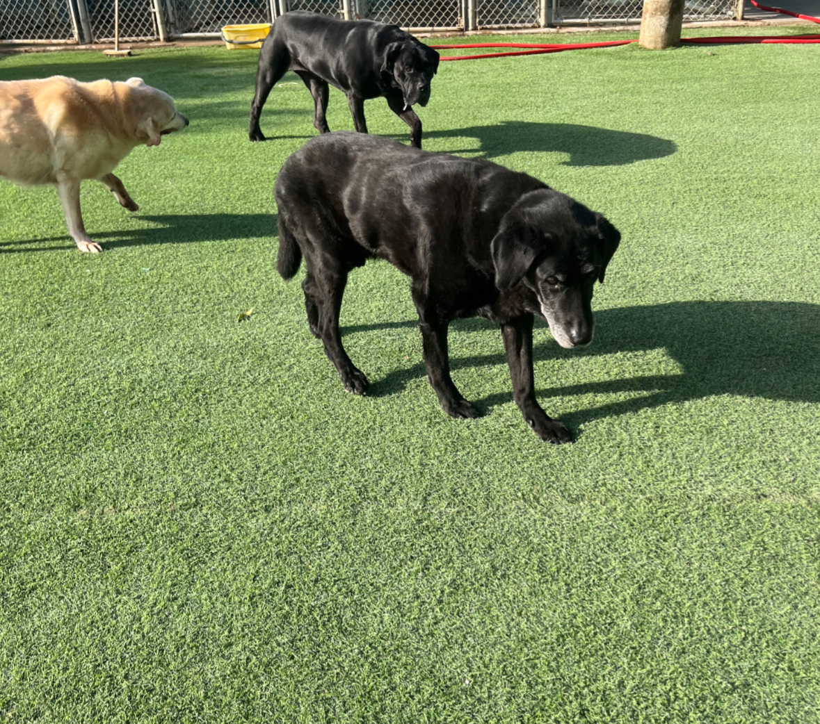 The Pet Barracks El Paso