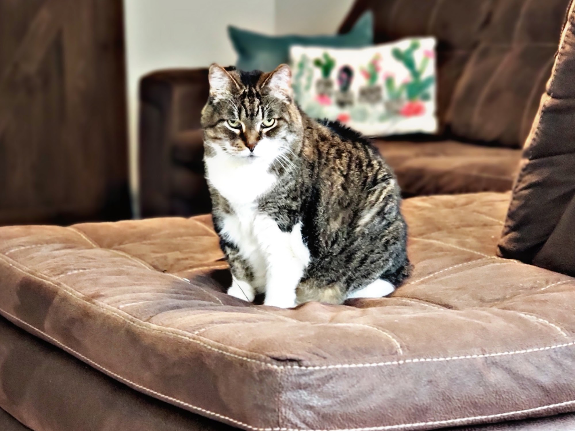 In Home Pet Care El Paso