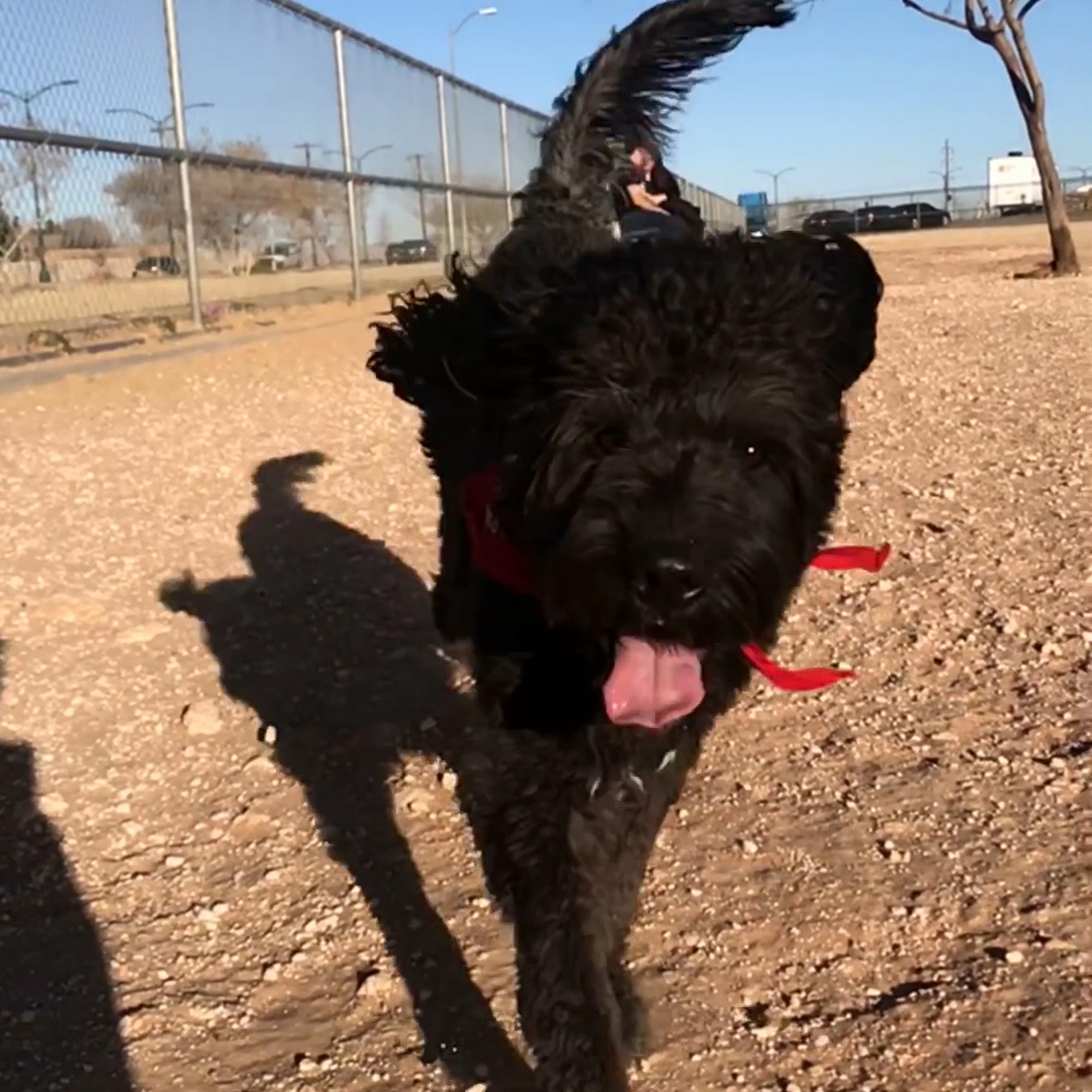 Tierra Buena Dog Park El Paso