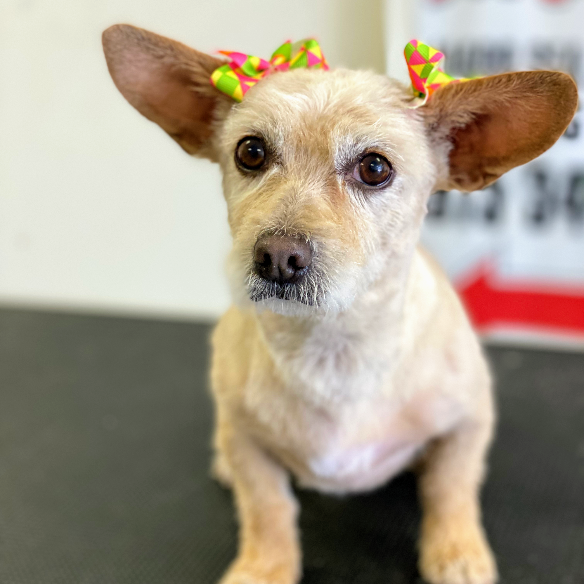 Pet Heroes Dog Grooming El Paso