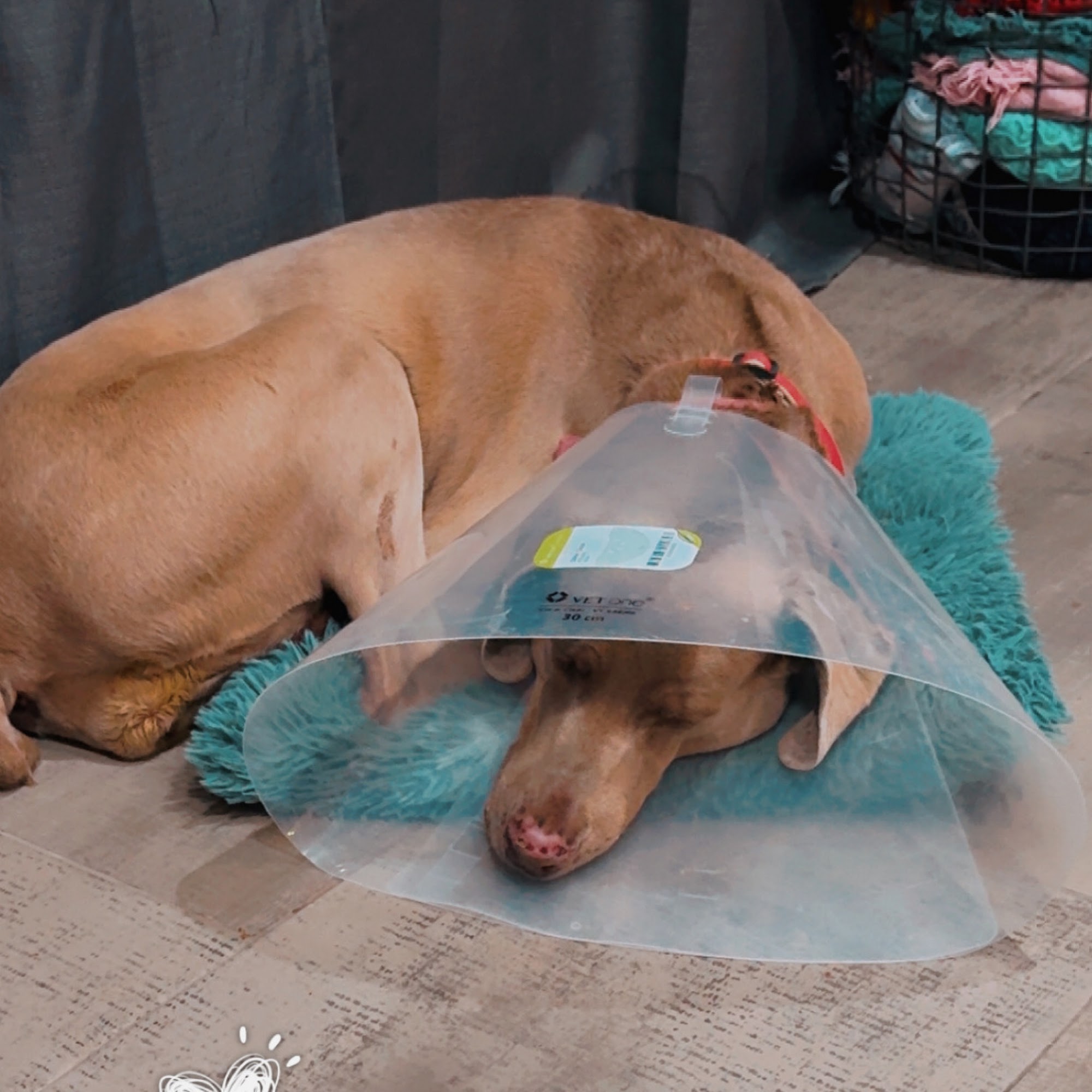 El Paso Animal Urgent Care West El Paso