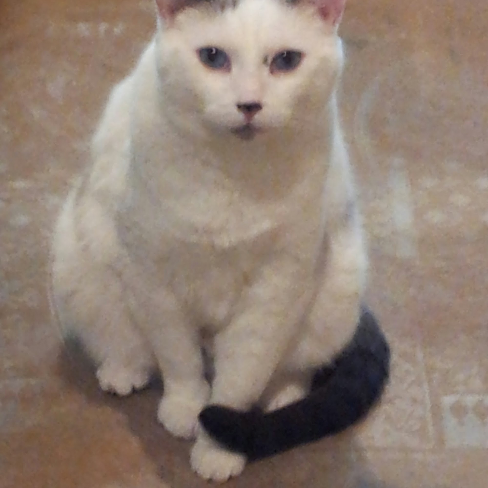 J&S Pet Sitting Service El Paso