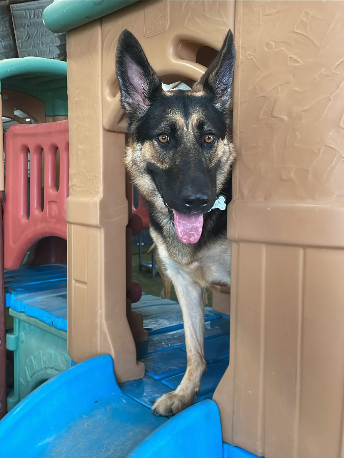 Canine Domain El Paso