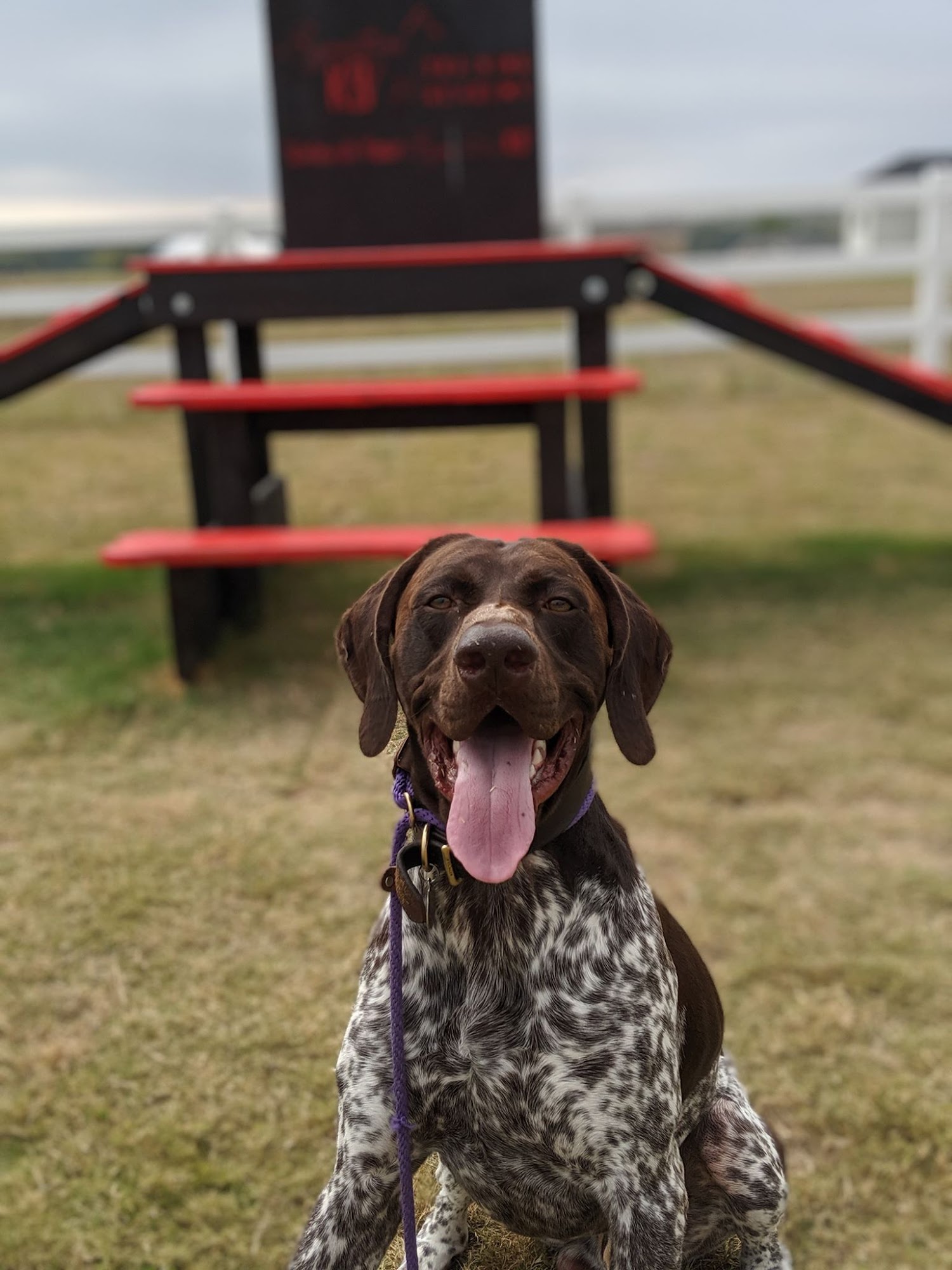 Signature K9 Training Academy Elgin